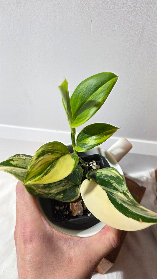 Scindapsus Rubicon (SCI-1396)