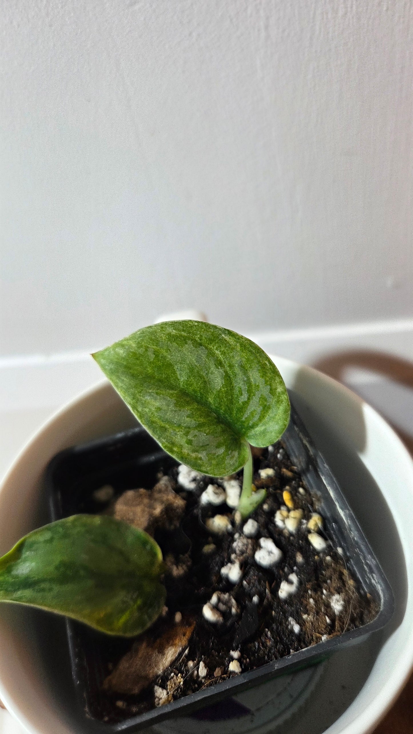 Scindapsus Blue Sky (SCI-1382)