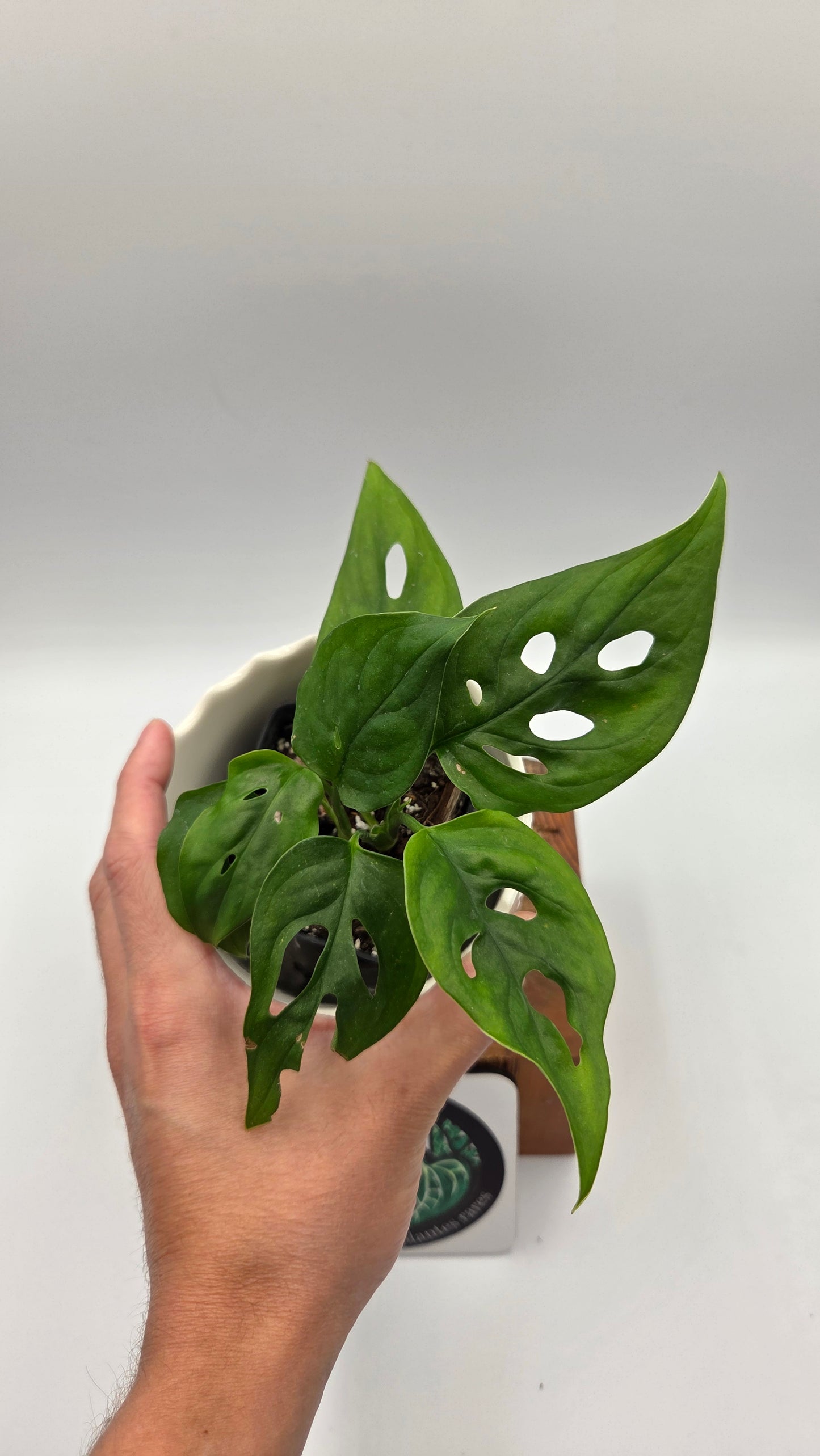 Monstera Obliqua Aff Cuyabeno (MON-557)