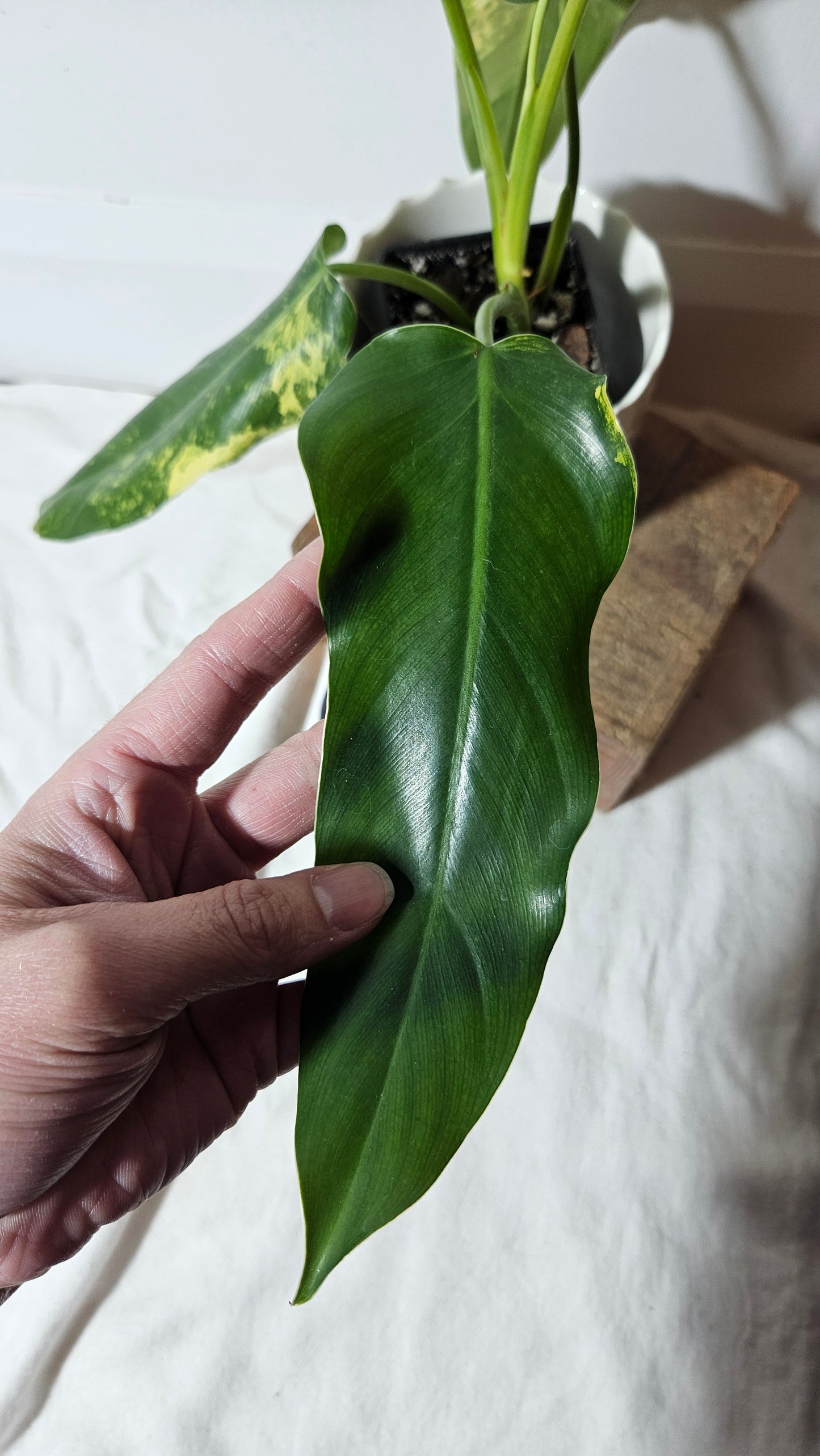 Philodendron Domesticum Variegata (PHI-664)