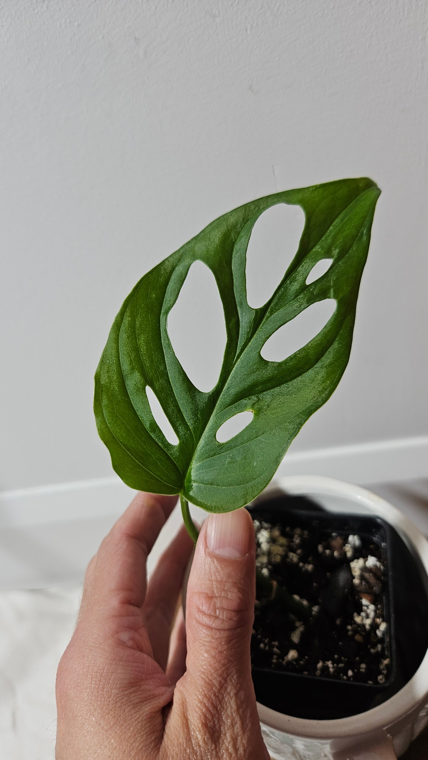 Monstera Obliqua Aff Cenepa (MON-188)