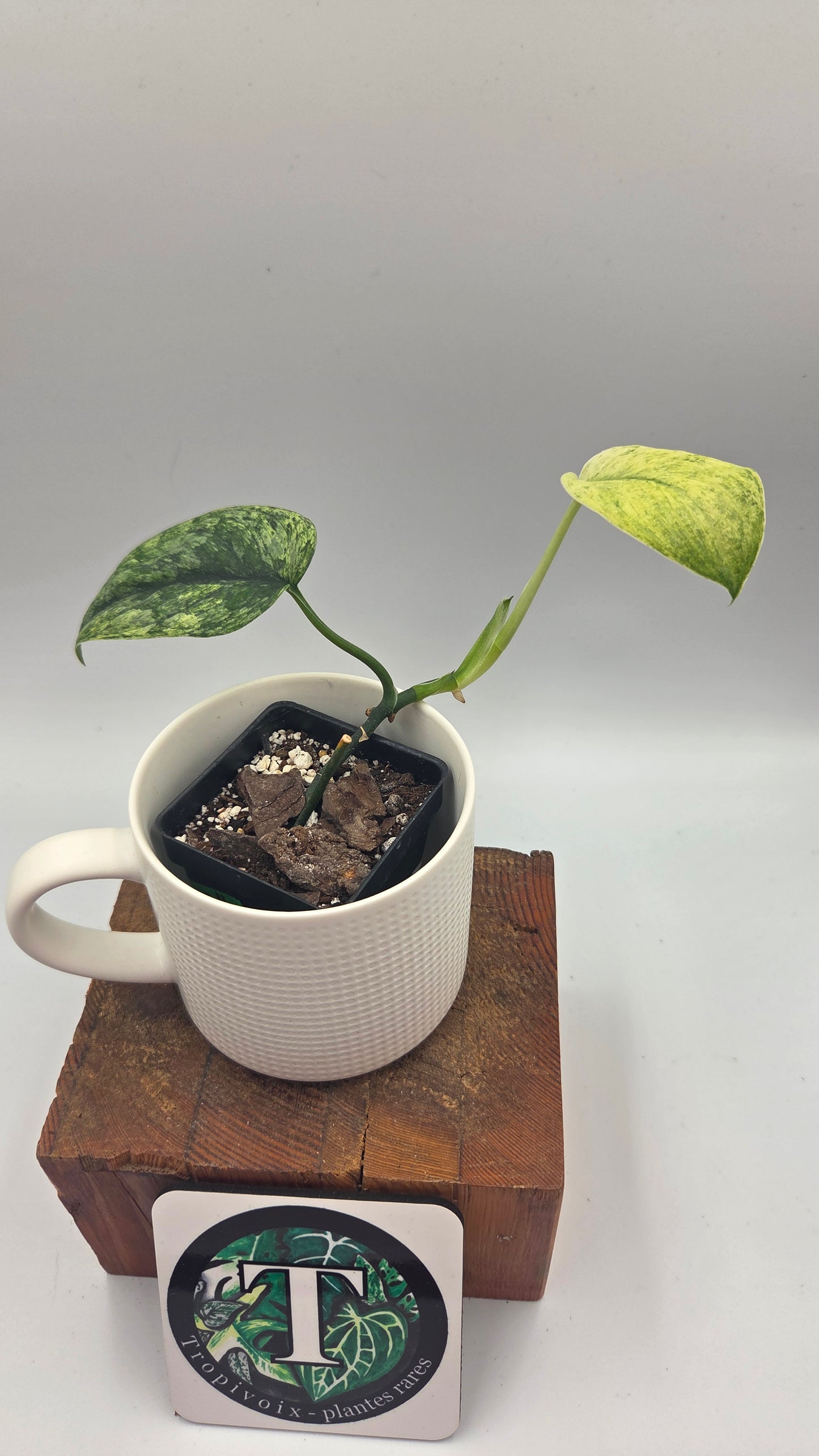 Scindapsus Silver Satin albo (SCI-1505)