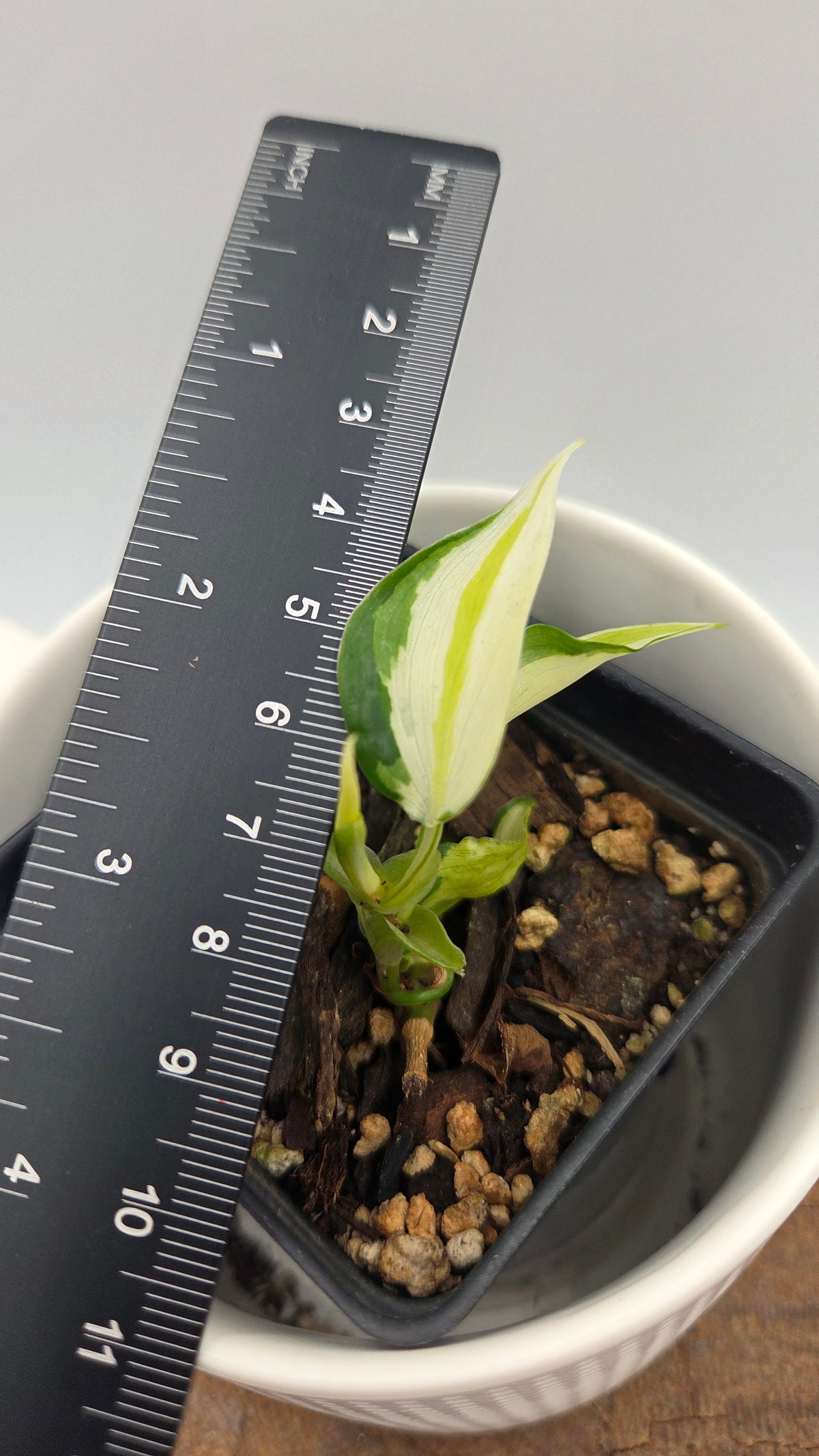 Philodendron Hederaceum Cream Splash (PHI-1102)