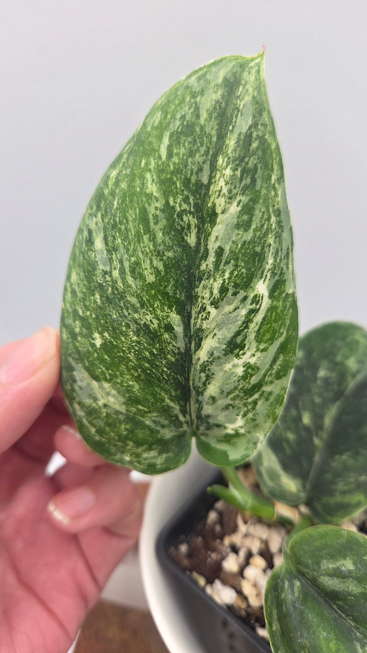 Scindapsus Dark satin Tricolore (SCI-1520)