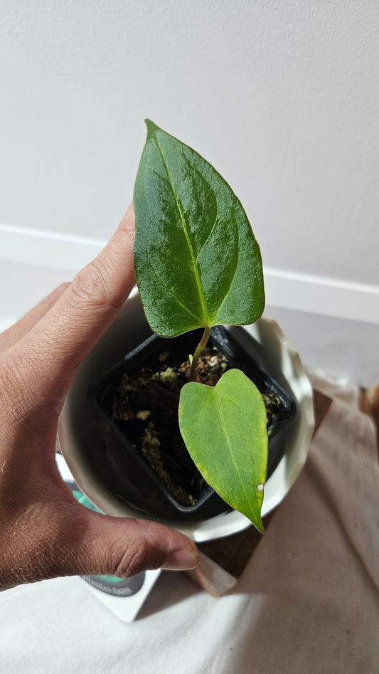 Anthurium Dressleri × Blue Papillilaminum "format PETIT" (ANT-465)