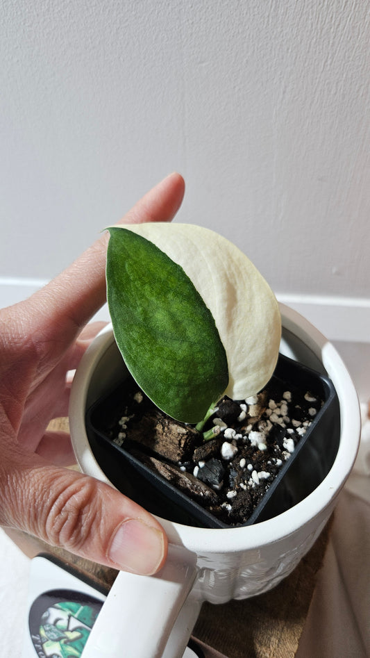 Scindapsus Dark Satin albo "half&half"(SCI-1098)