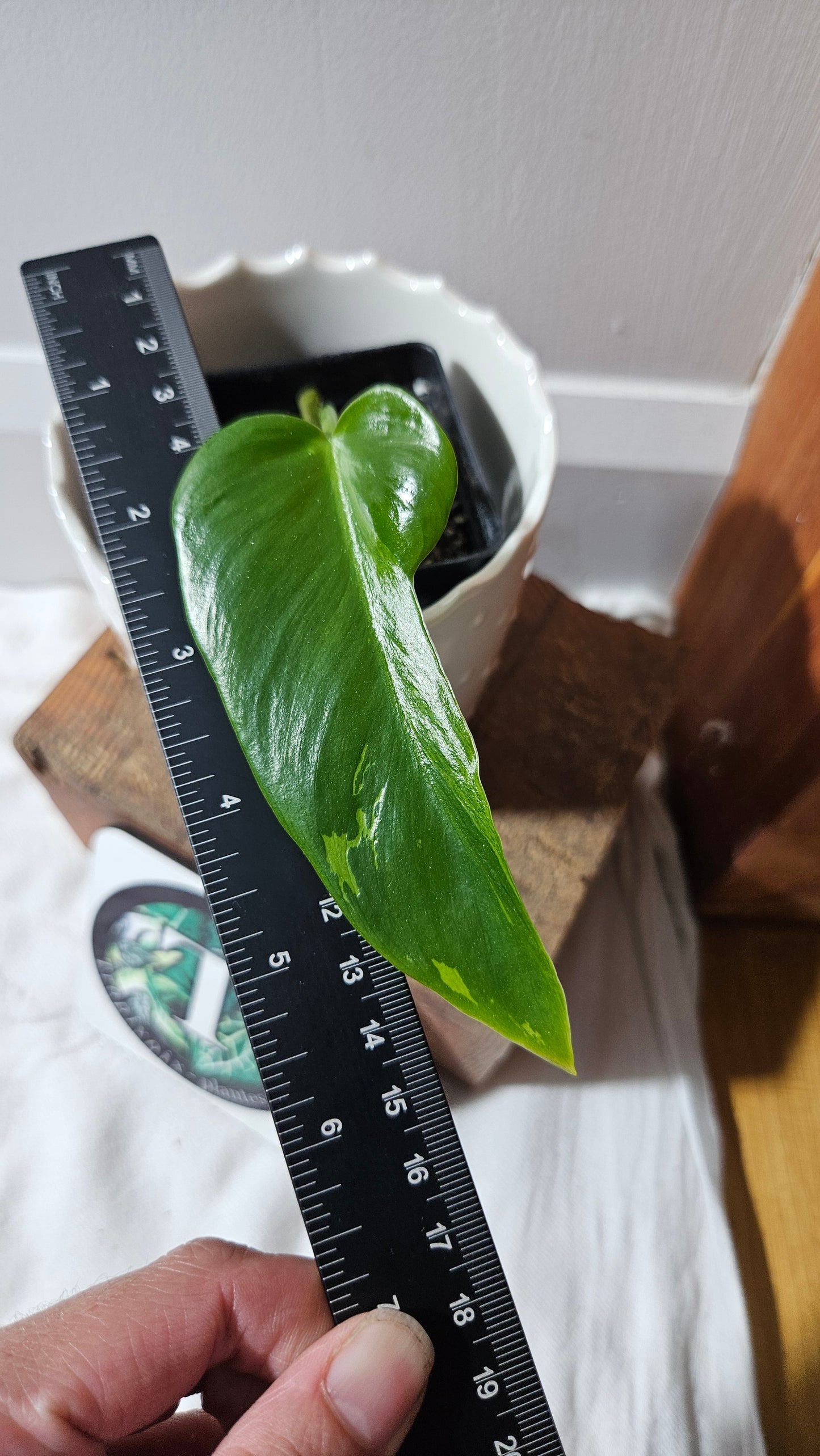 Philodendron Lime fiddle/ Minarum (PHI-878)
