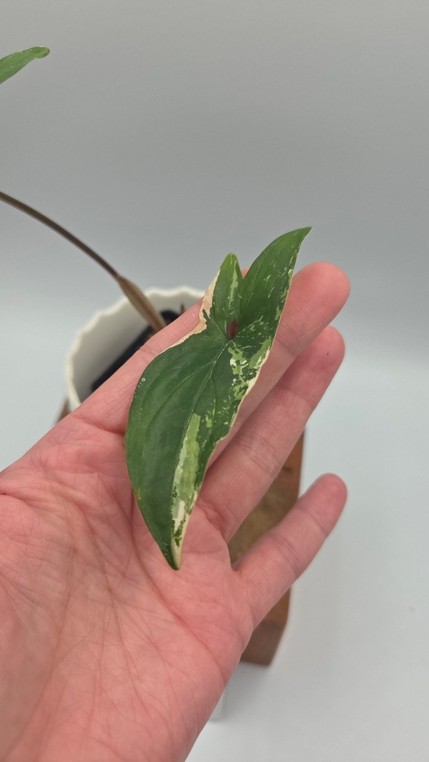 Syngonium Albo (SYN-497)
