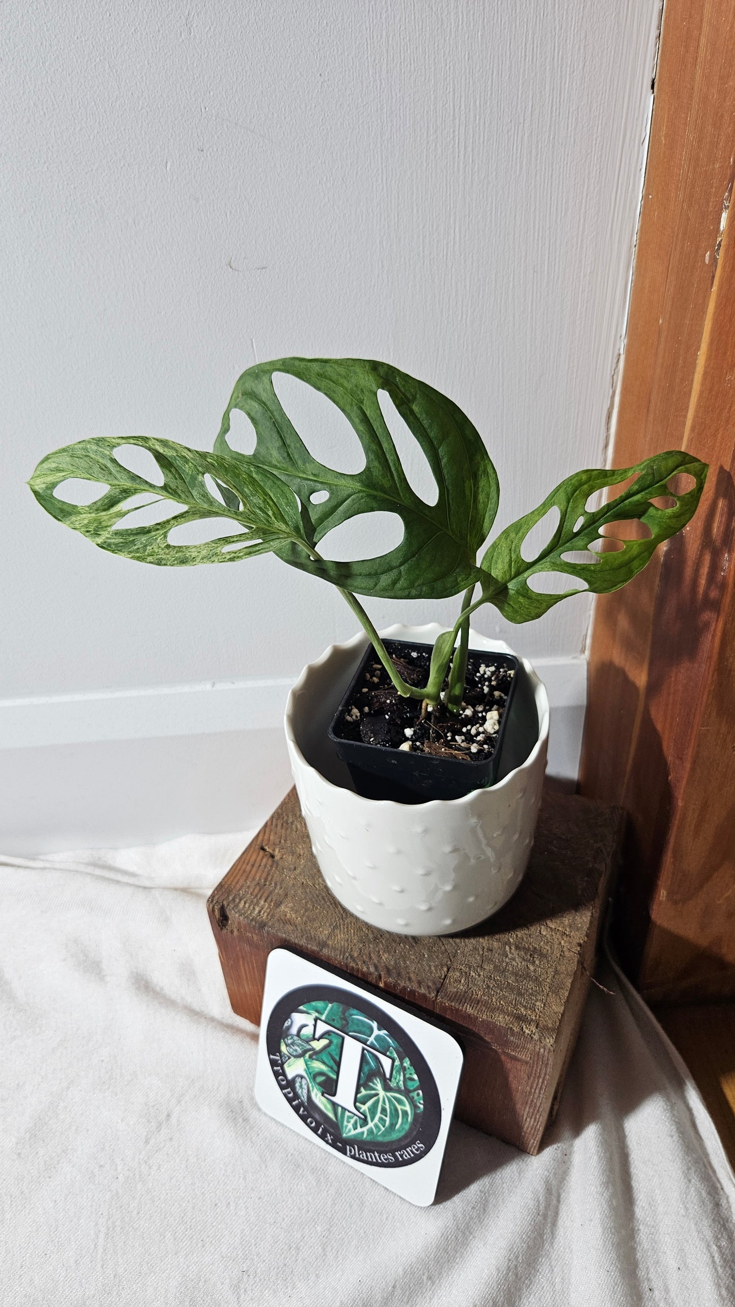 Monstera Andasonii Mint/Indo (MON-408)