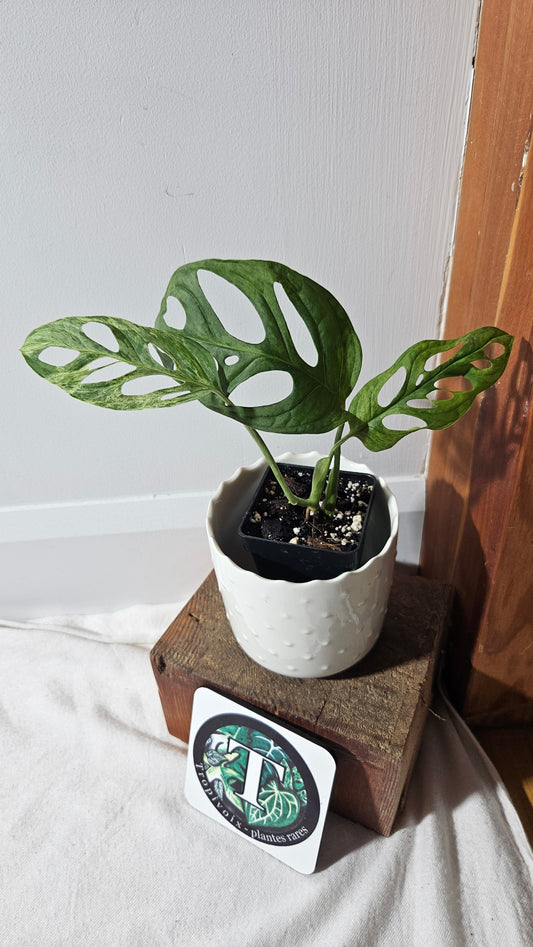 Monstera Andasonii Mint/Indo (MON-408)