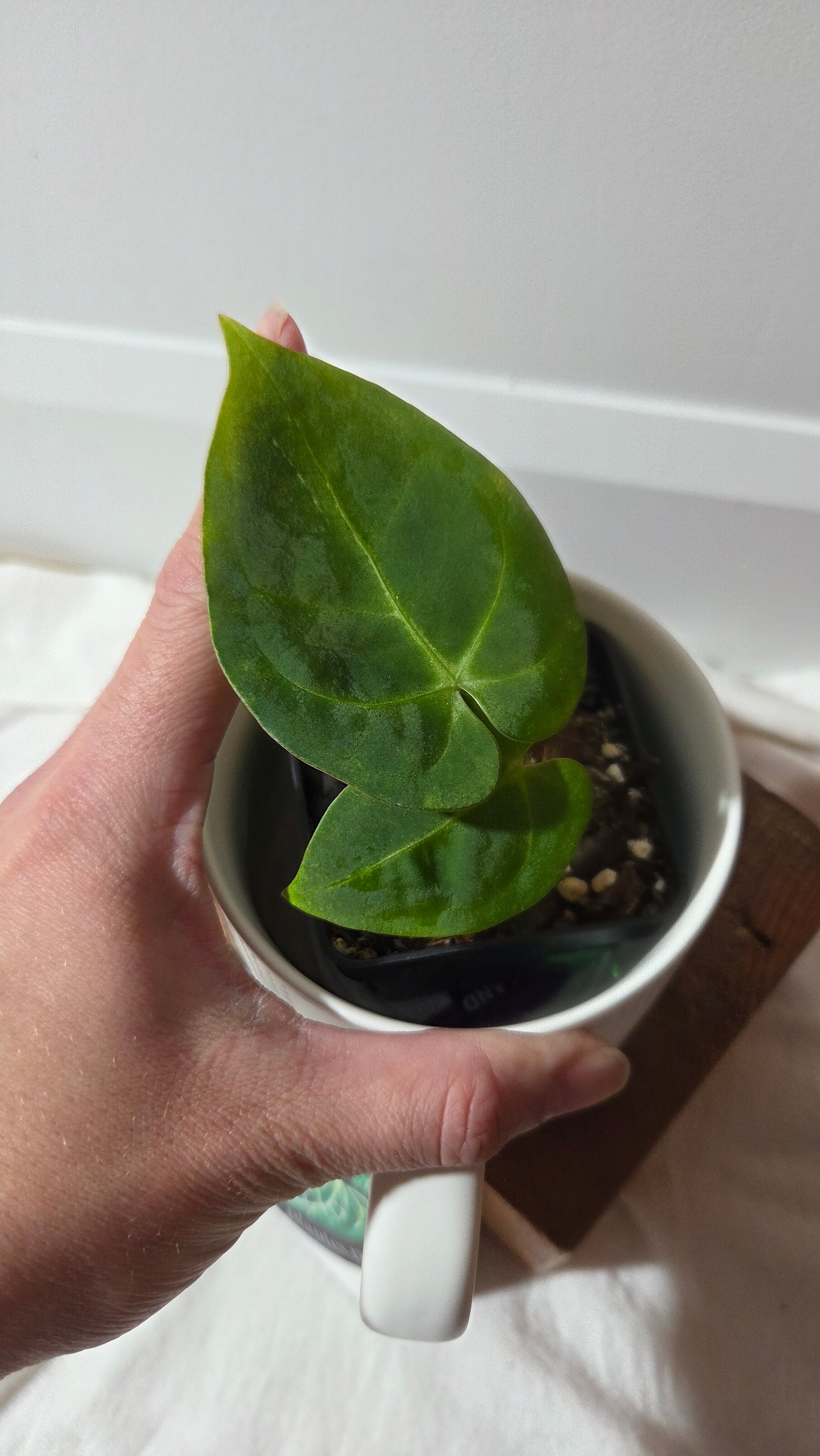 Anthurium  Papillilaminum Hybrid "format PETIT" (ANT-662)