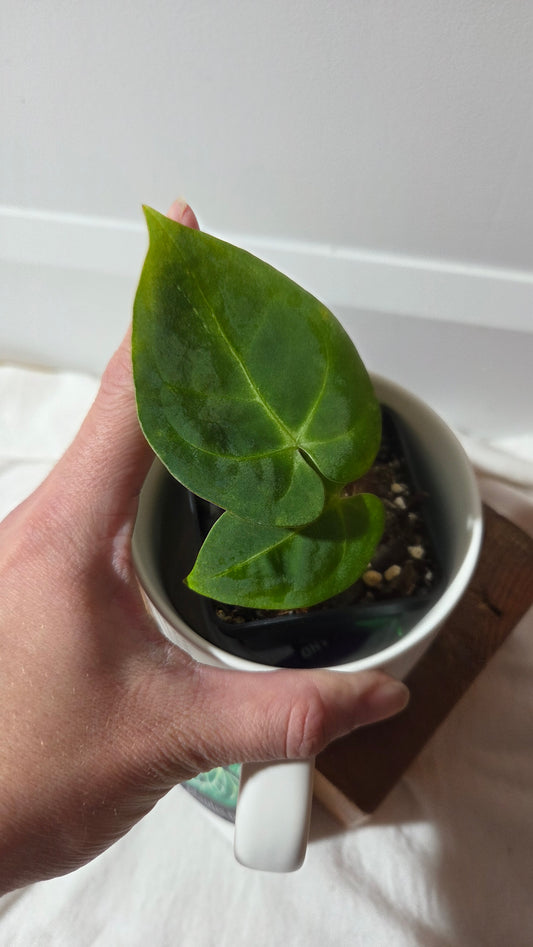 Anthurium  Papillilaminum Hybrid "format PETIT" (ANT-662)