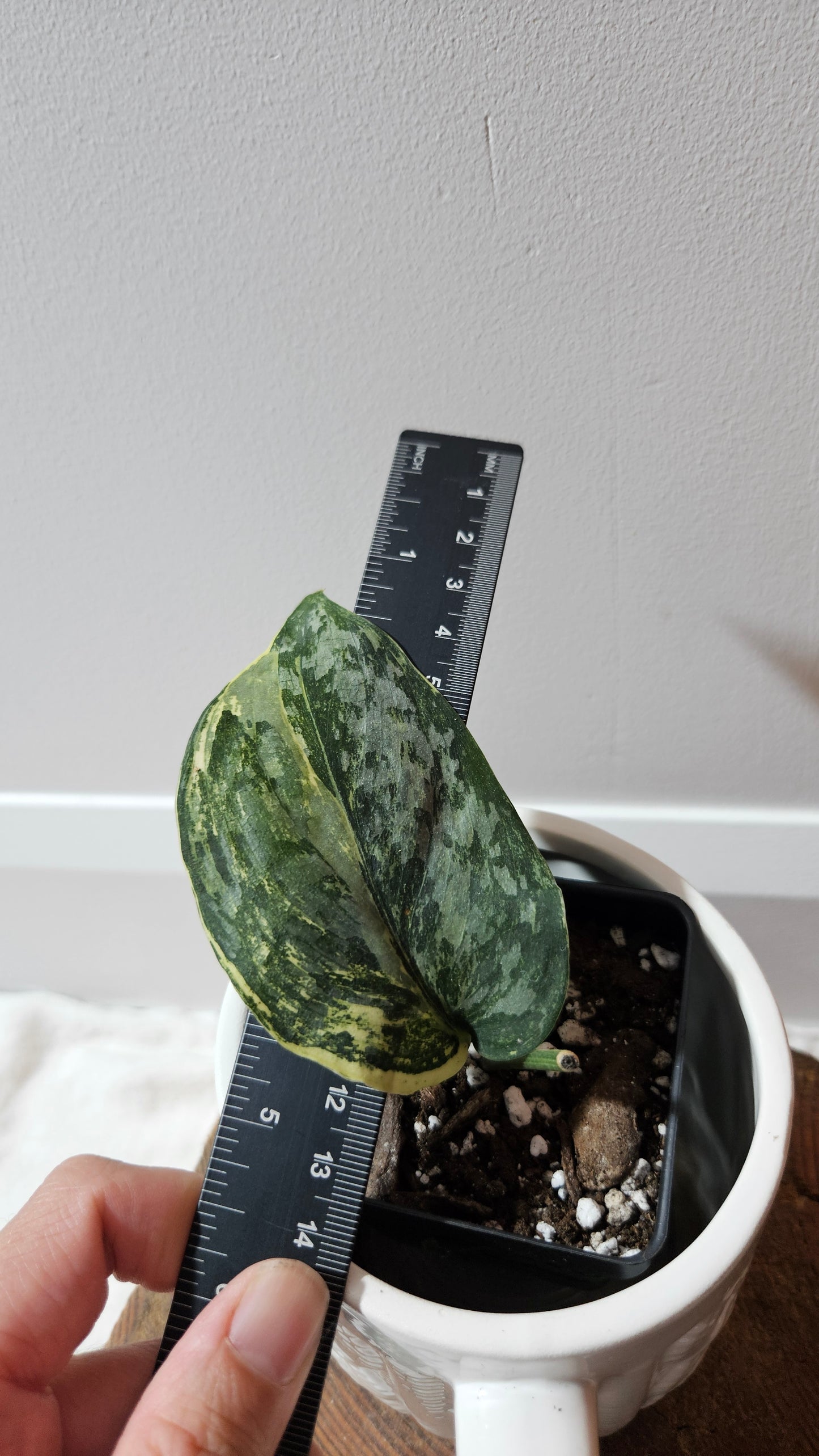 Scindapsus Exotica Salaka Variegata (SCI-1250)