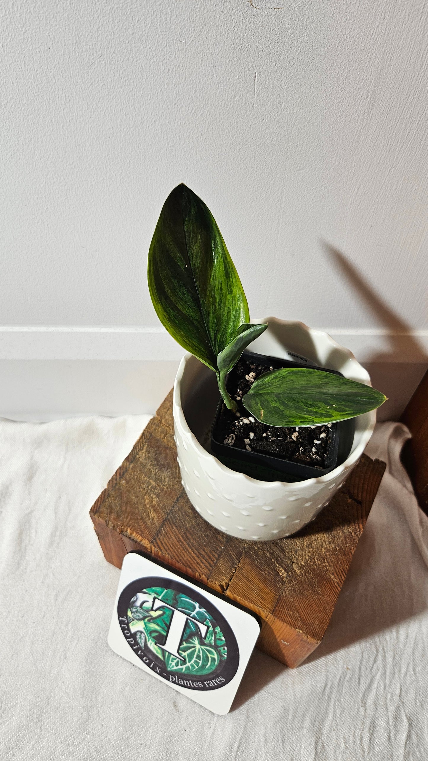 Scindapsus Treubii Dark Form Néon/Mutation (SCI-1009)