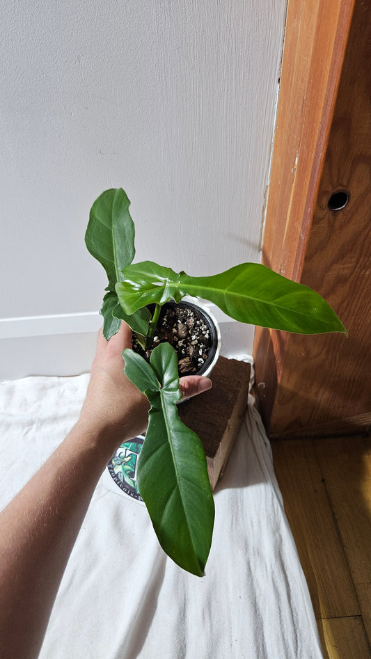 Philodendron Florida Beauty X     Bob Cee REVERT(PHI-892)