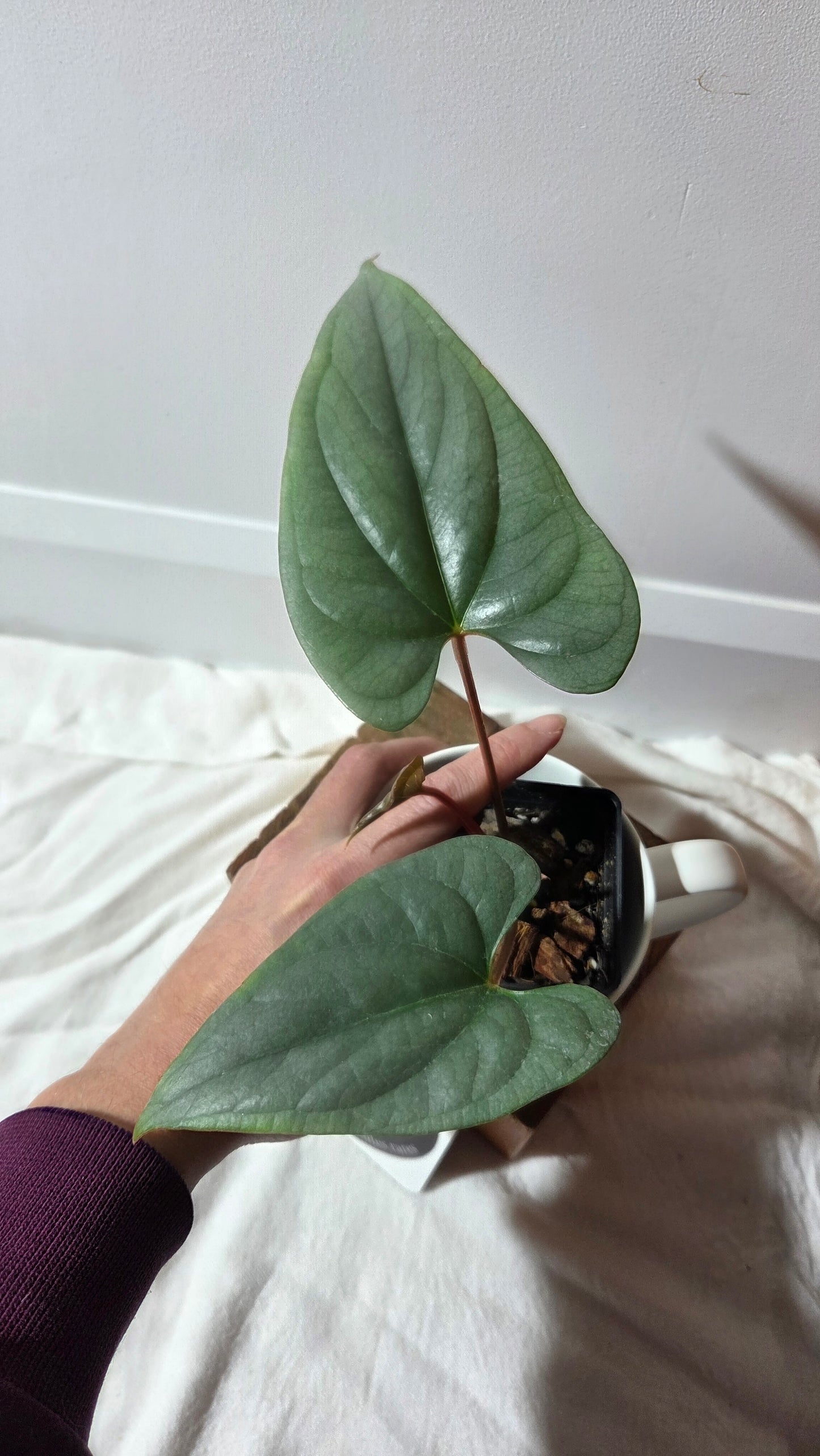 Anthurium Salgarense aff Silver Peru"format MOYEN" (ANT-657)