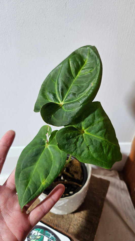 Anthurium Goliath "format MOYEN" (ANT-256)