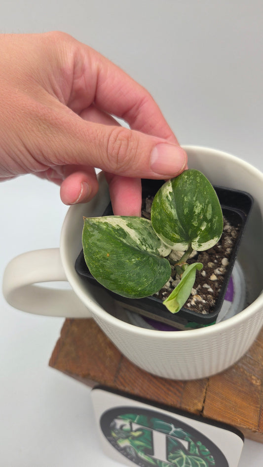 Scindapsus Exotica albo "narrow" (SCI-1055)