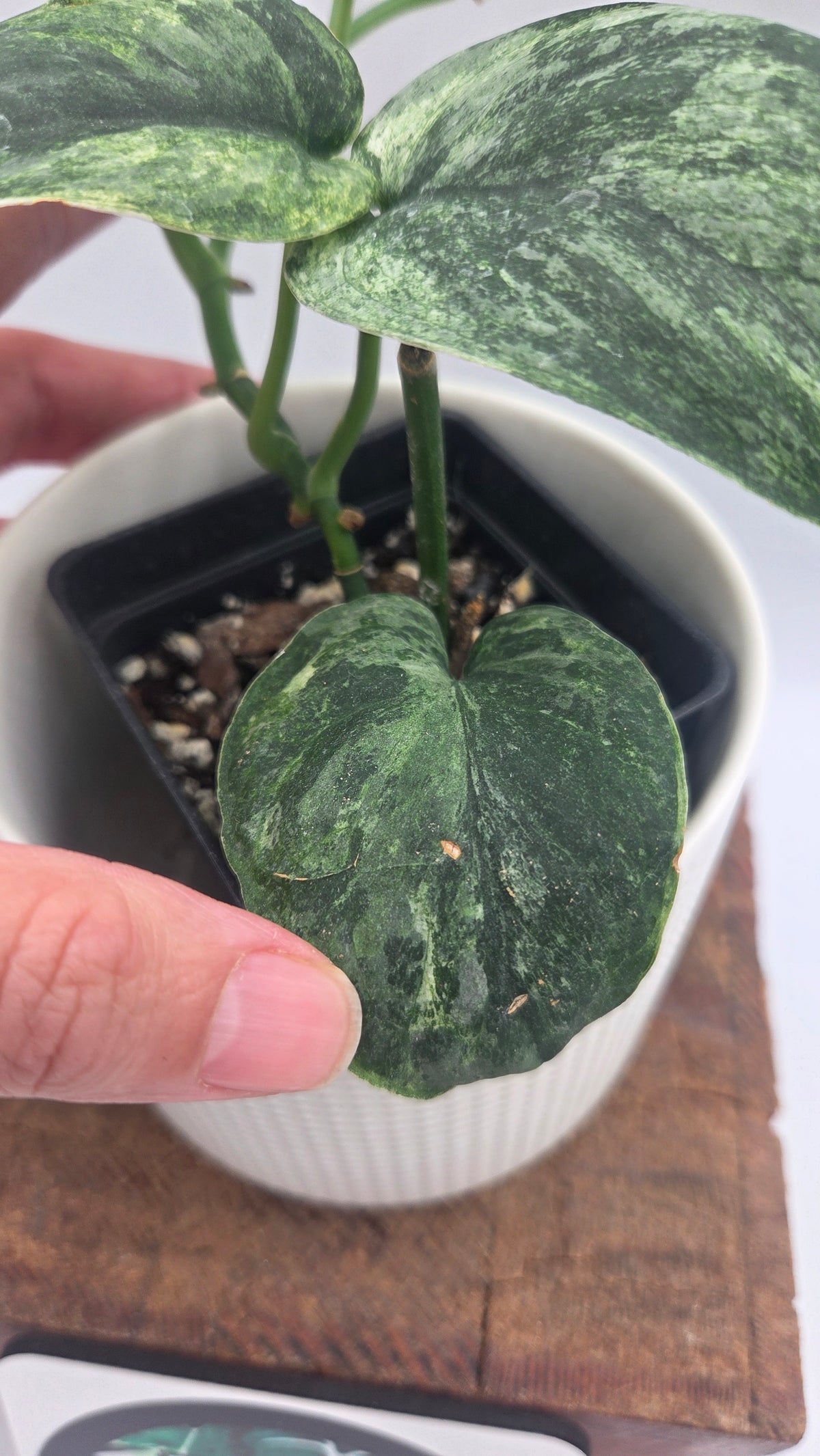 Scindapsus Silver Splash Tricolore (SCI-1231)