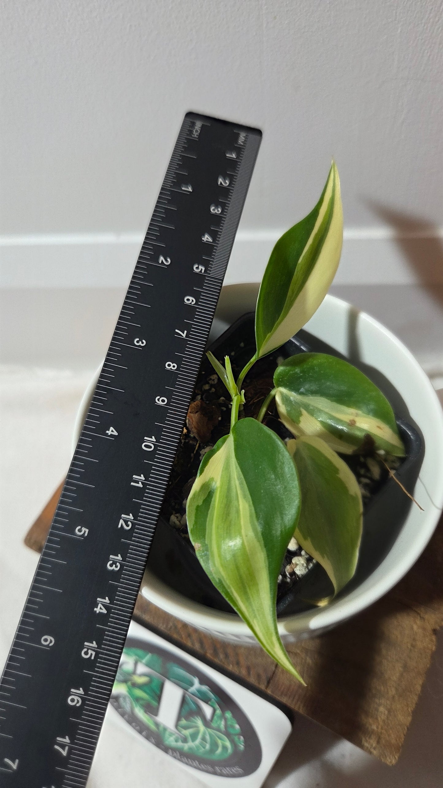 Philodendron Hederaceum Rio (PHI-989)