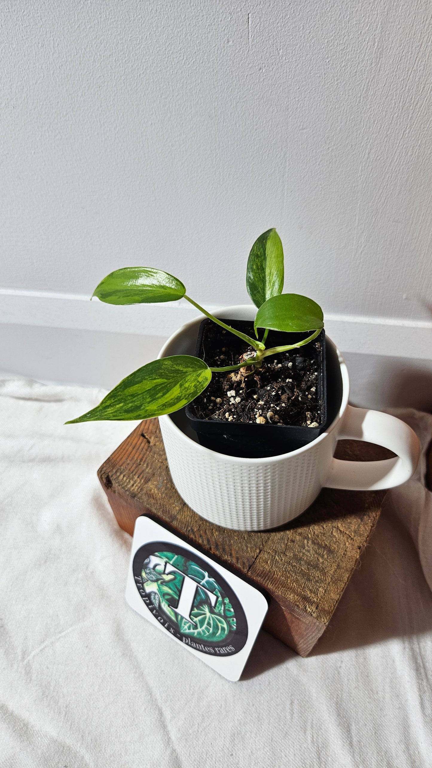 Philodendron Florida Beauty (PHI-940)