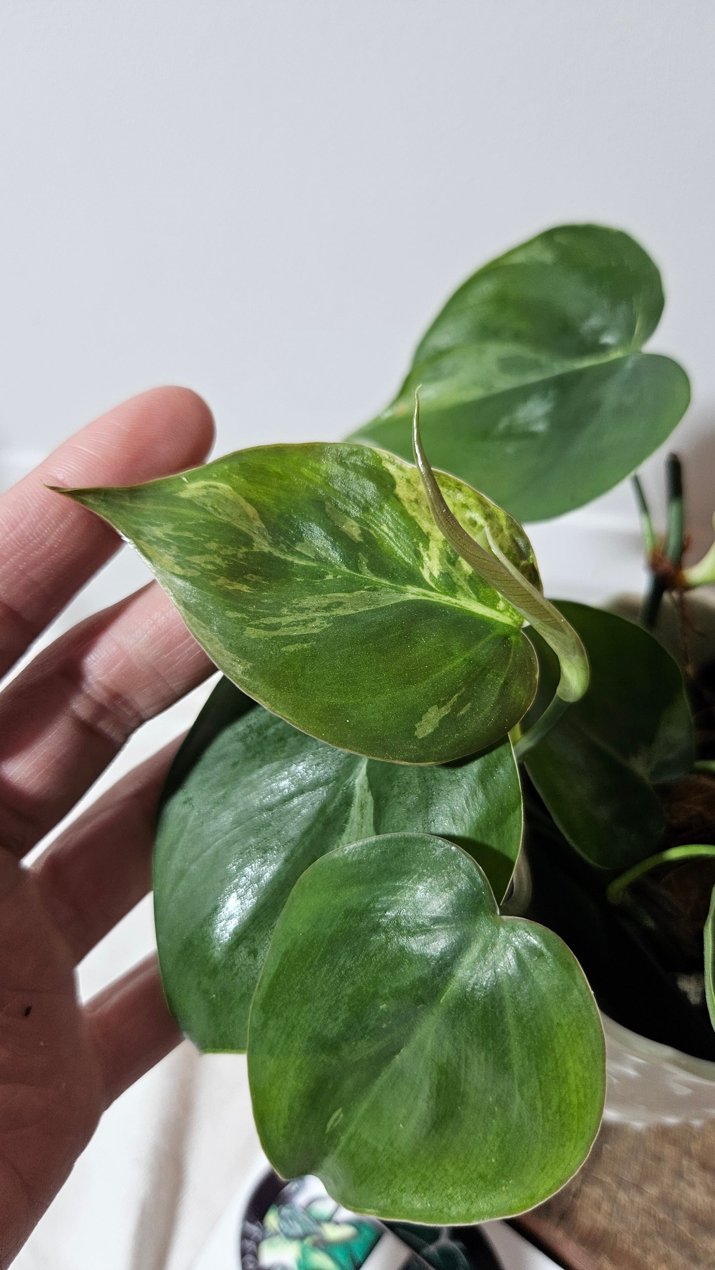 Philodendron Hederaceum Variegata (PHI-557)