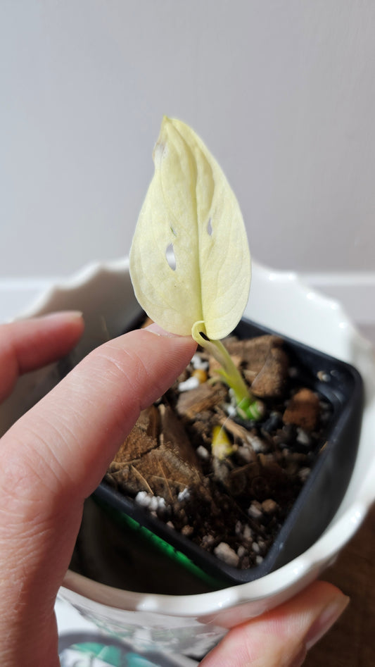 Monstera Andasonii Archipelago Ghost (MON-456)