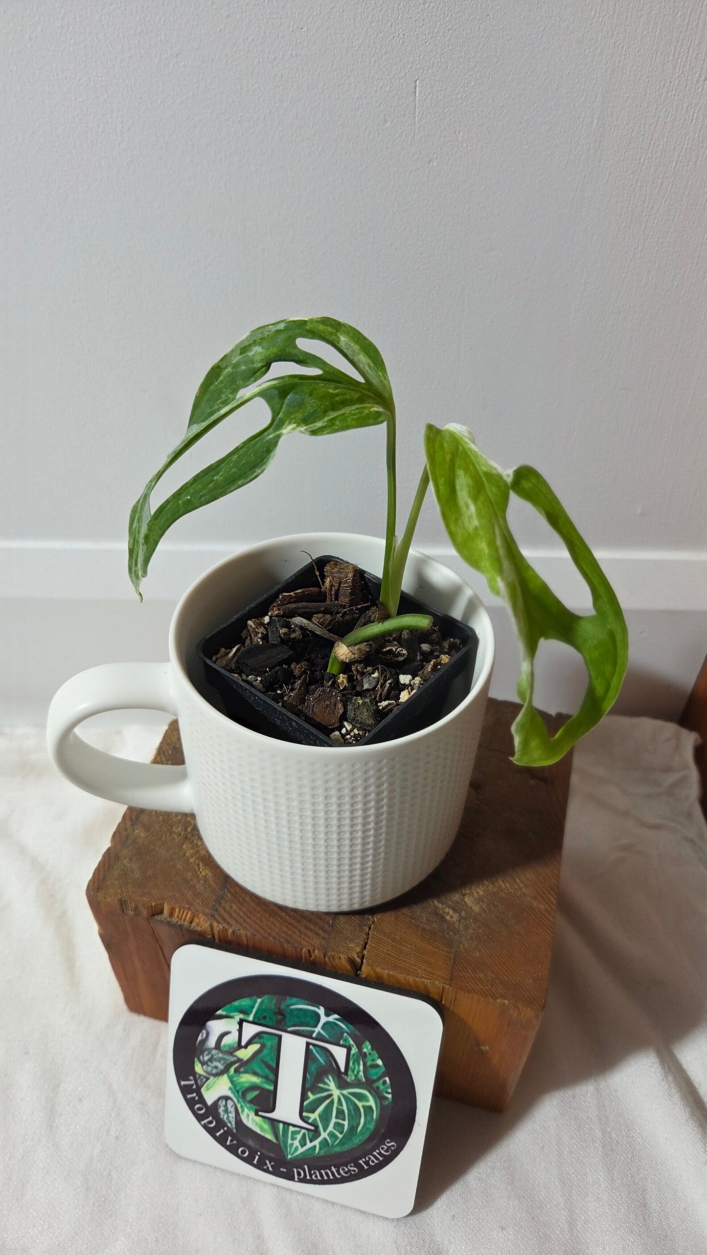 Monstera Andasonii Mint/Indo (MON-349)