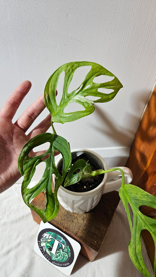 Monstera Andasonii Mint/Indo (MON-476)