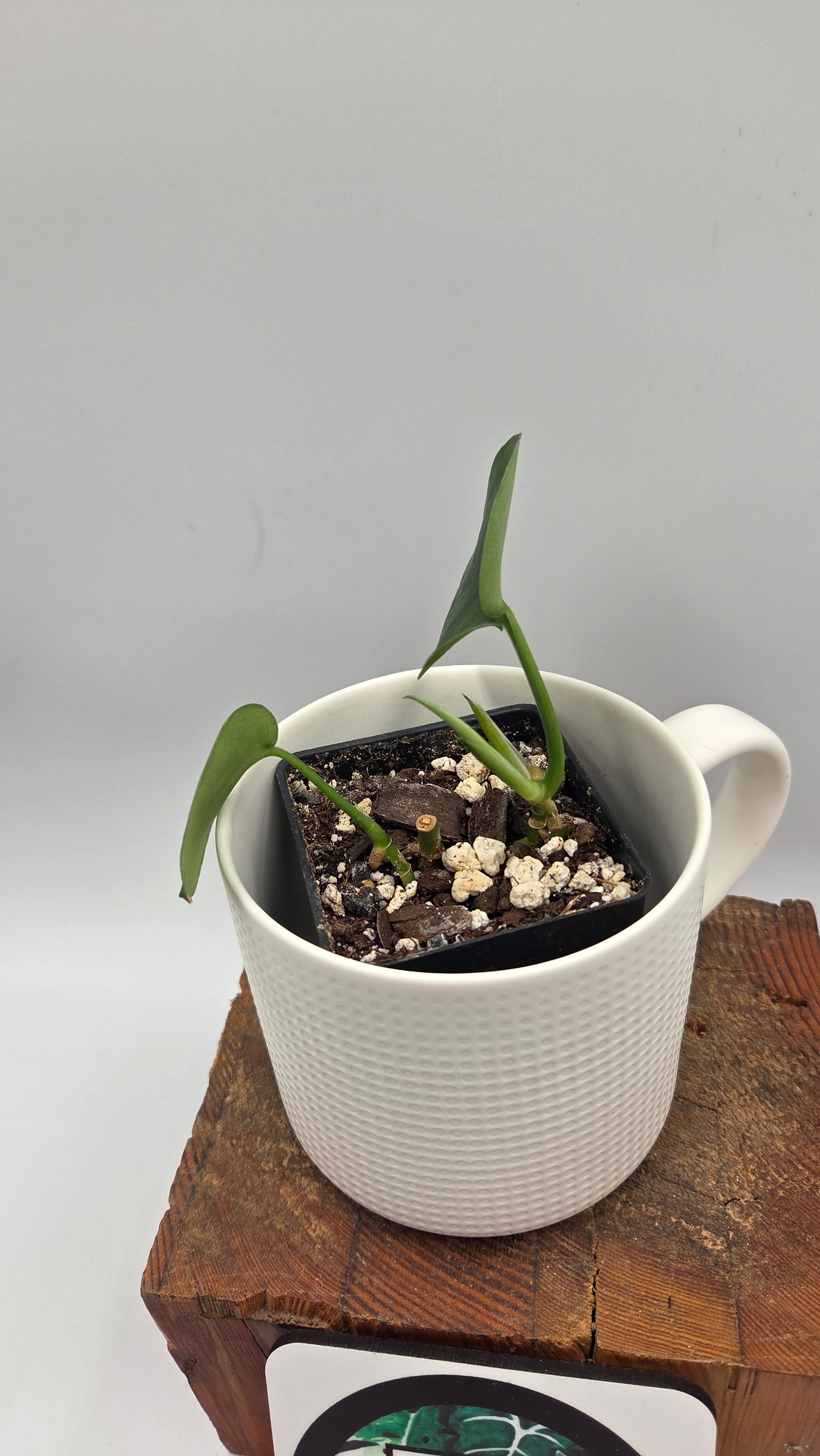 Scindapsus Jade Satin (SCI-1457)