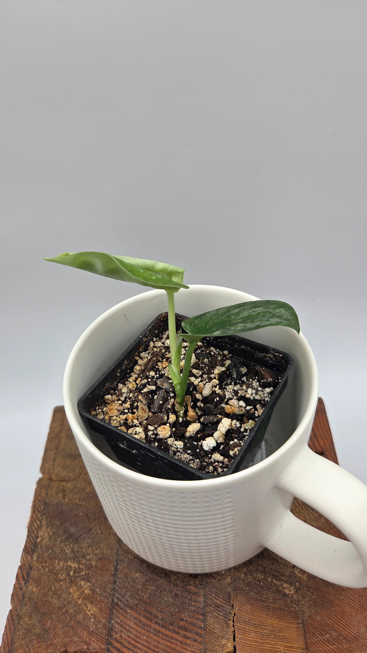 Scindapsus Black Dragon Variegata (SCI-1441)