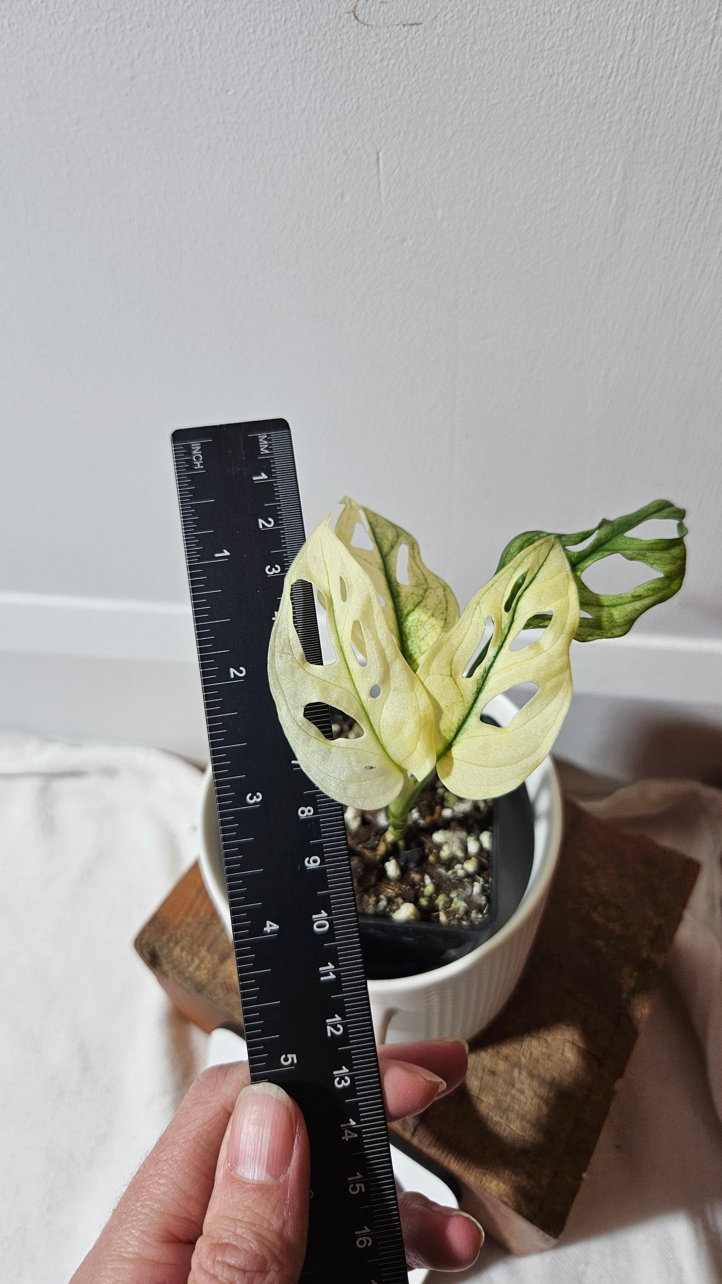 Monstera Andasonii Archipelago Ghost (MON-417)