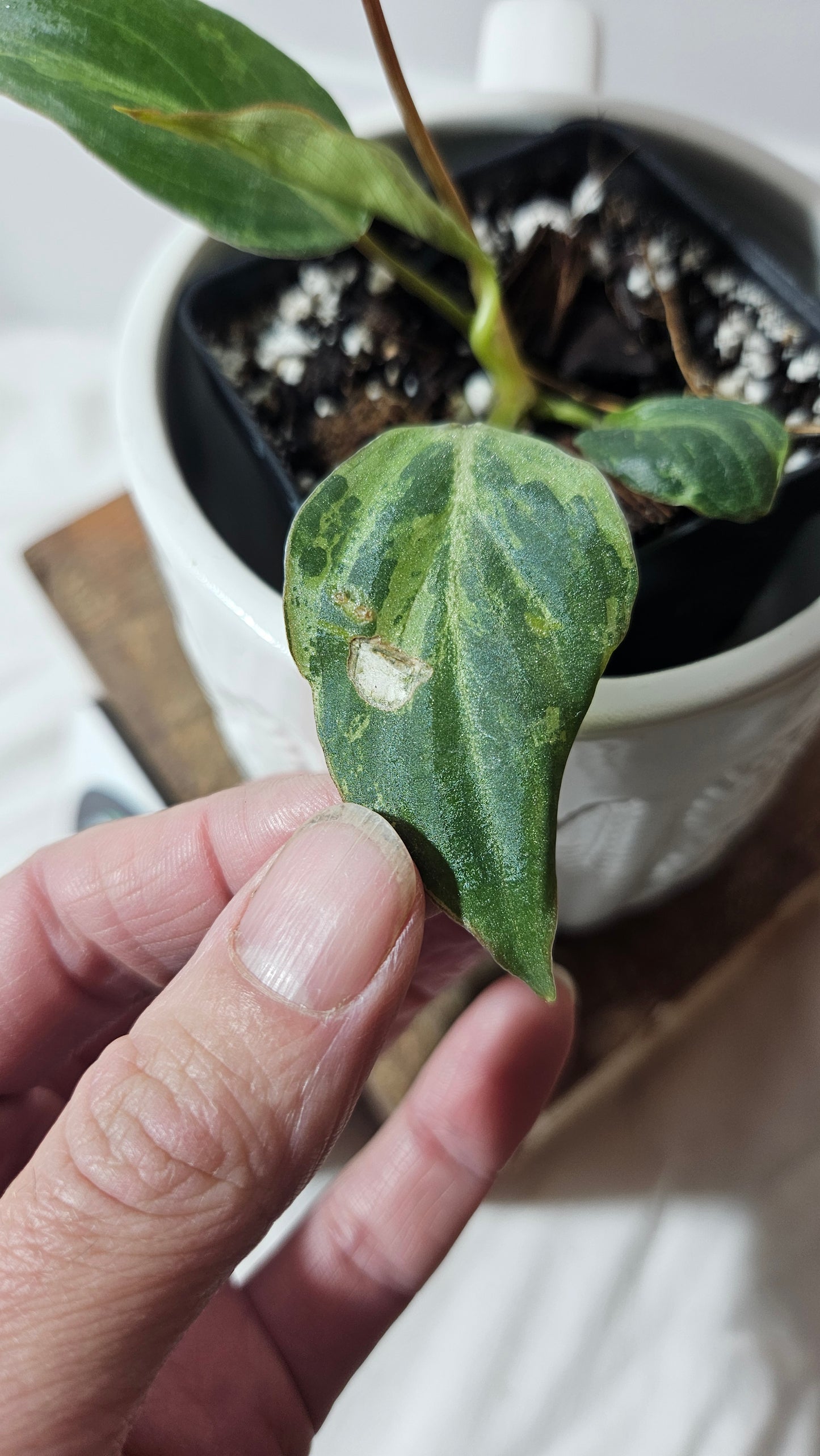 Philodendron Gloriosum "Snow leopard" (PHI-609)