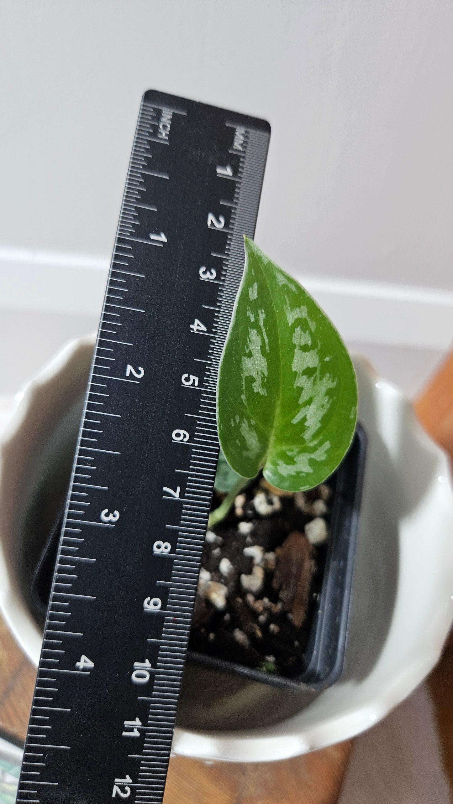 Scindapsus Black Exotica (SCI-1325)