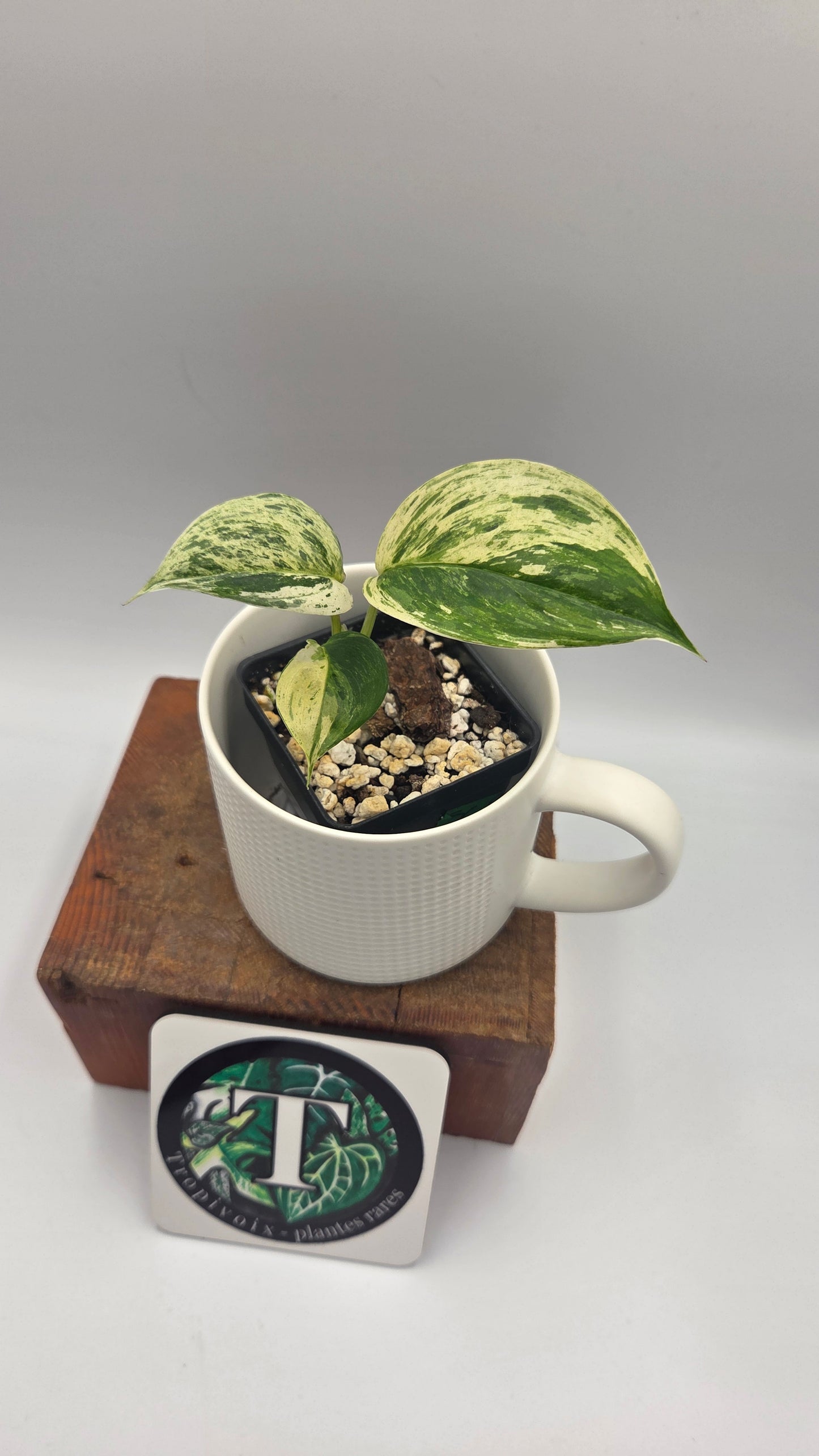 Scindapsus Blue Salaka Tricolore (SCI-1474)