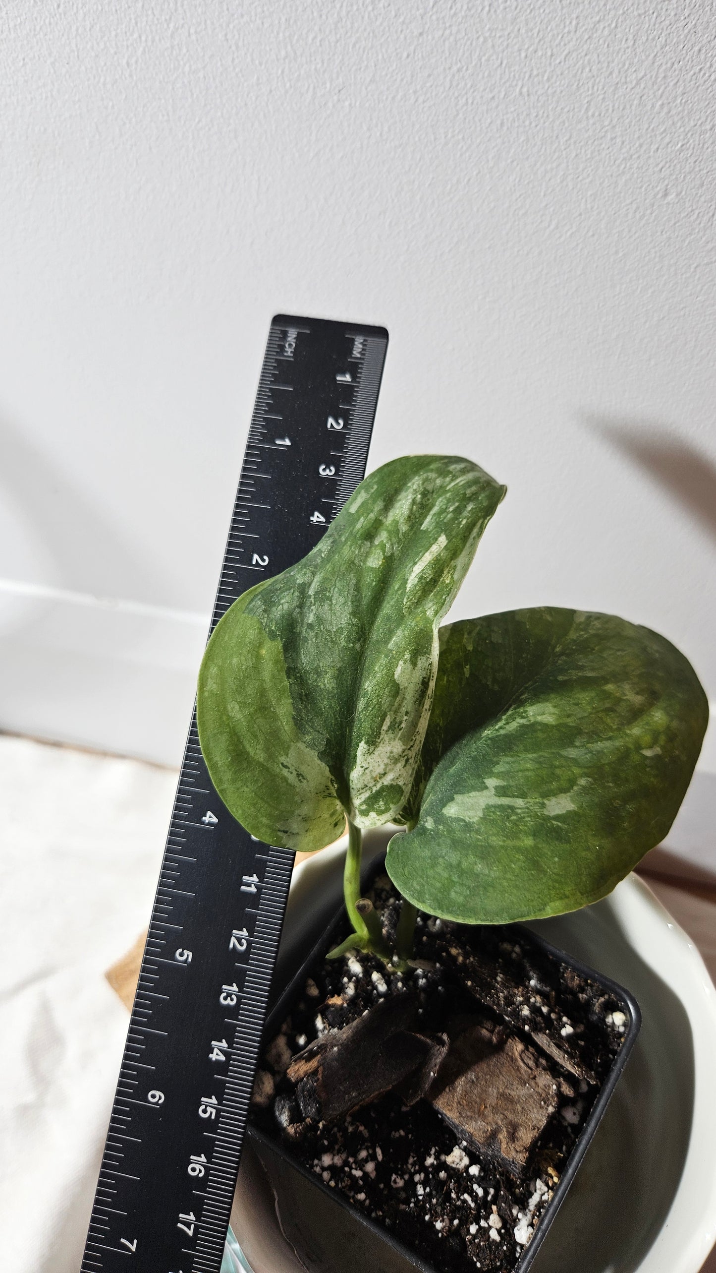 Scindapsus Dark Splash Variegata (SCI-643)