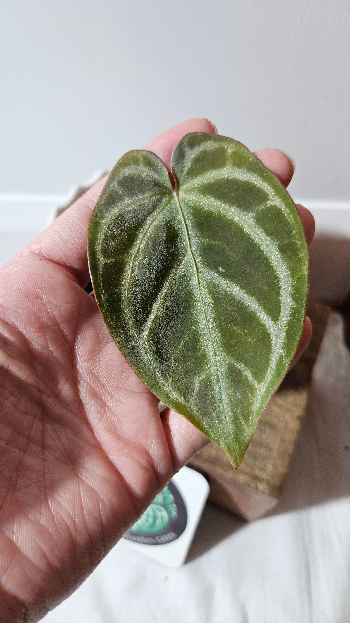 Anthurium Magnificum Radiante "format PETIT"(ANT-559)
