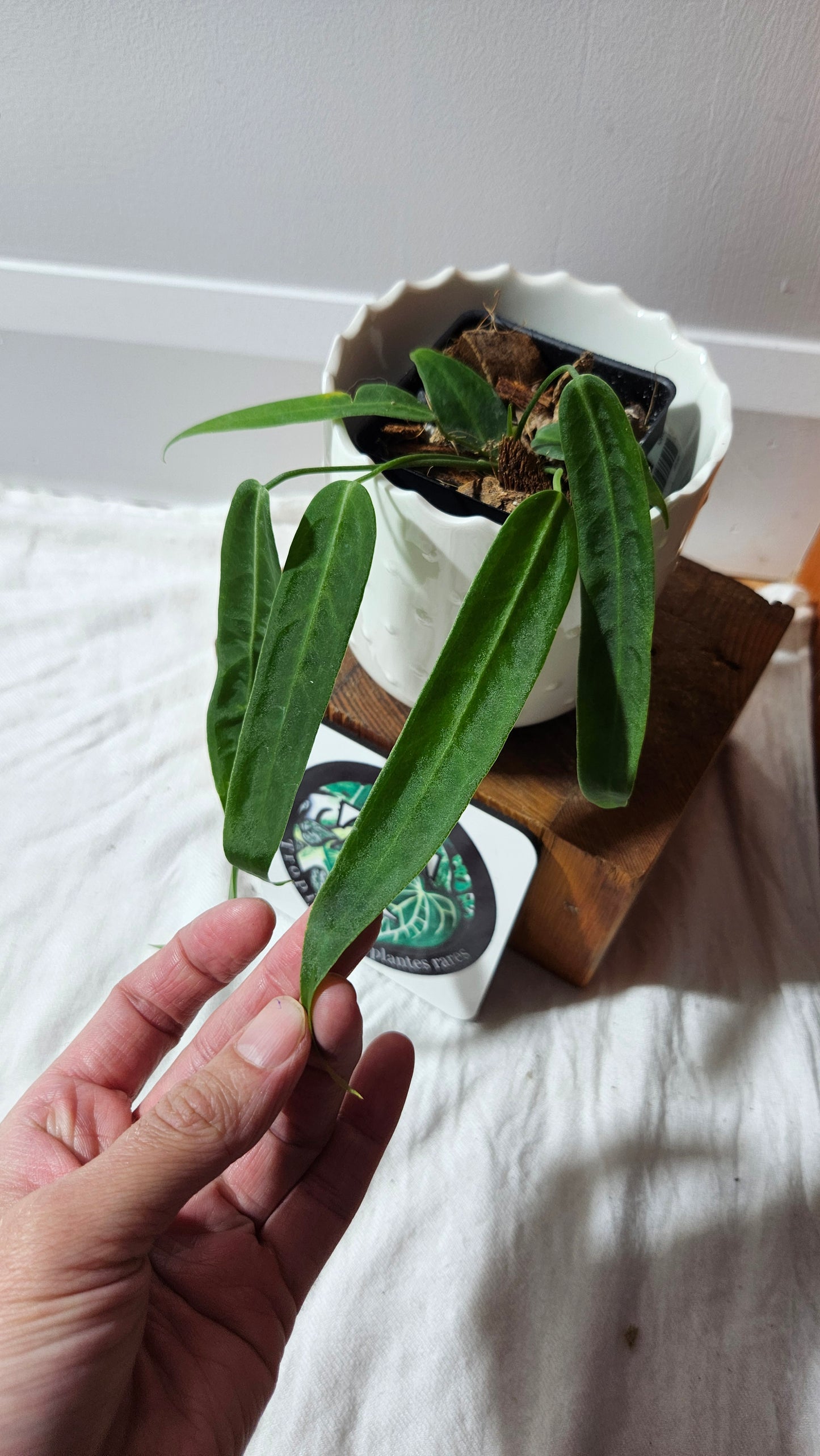 Anthurium Pallidiflorum Narrow "format PETIT"(ANT-597)