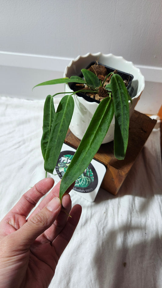 Anthurium Pallidiflorum Narrow "format PETIT"(ANT-597)