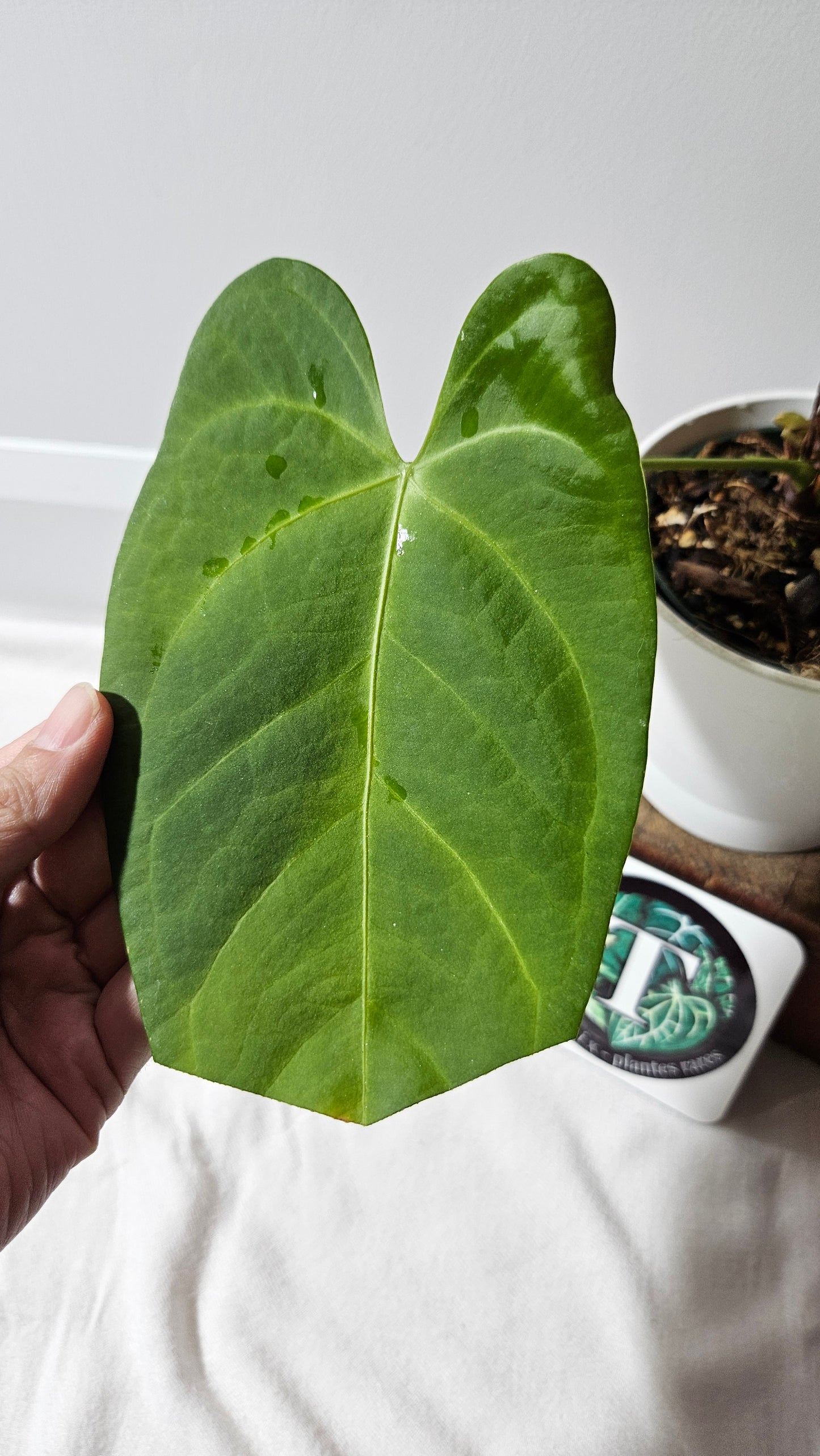 Anthurium Silver Blush X Subsignatum "format MOYEN/LARGE" (ANT-080)