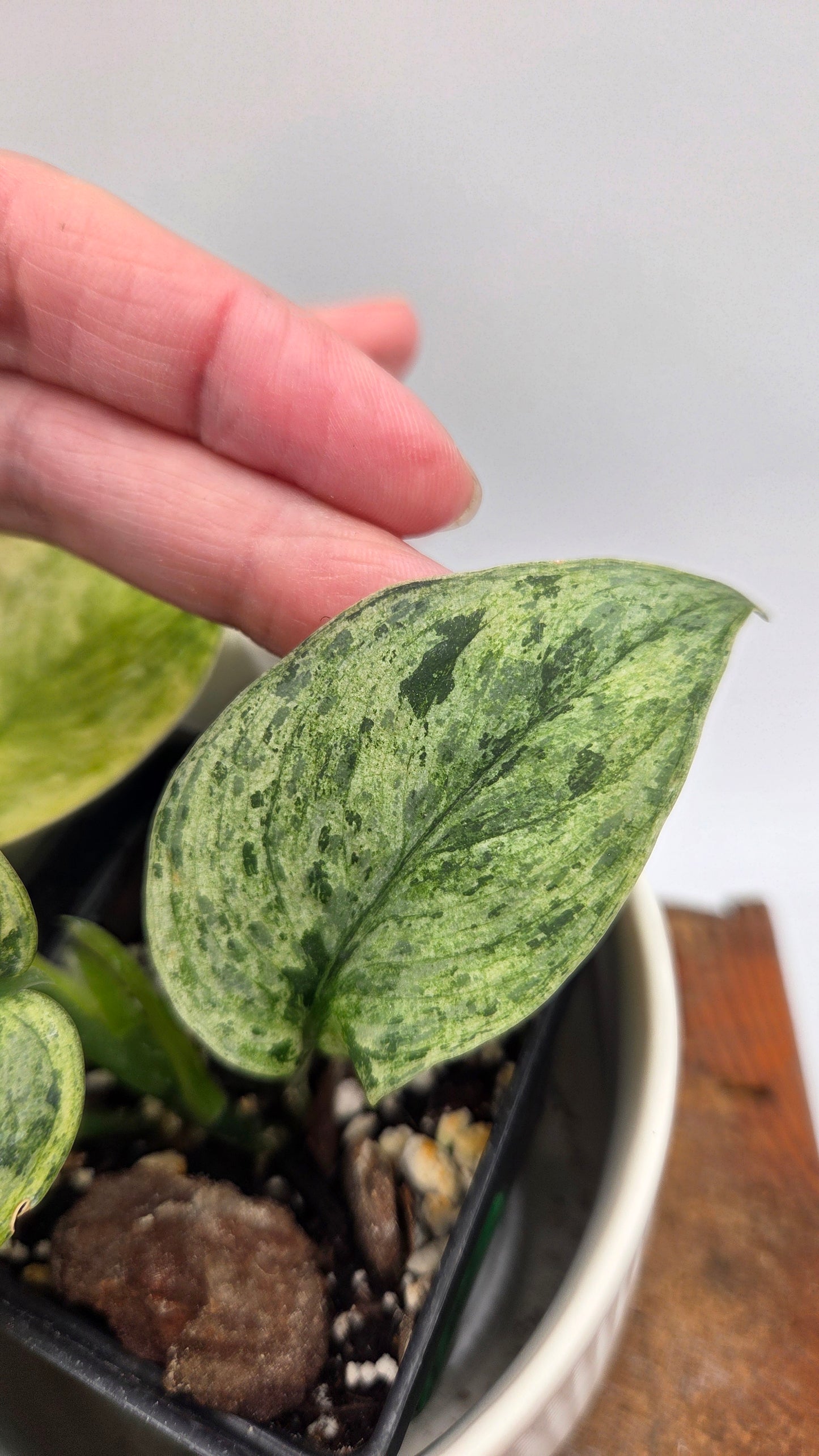 Scindapsus Silver Satin albo (SCI-1375)