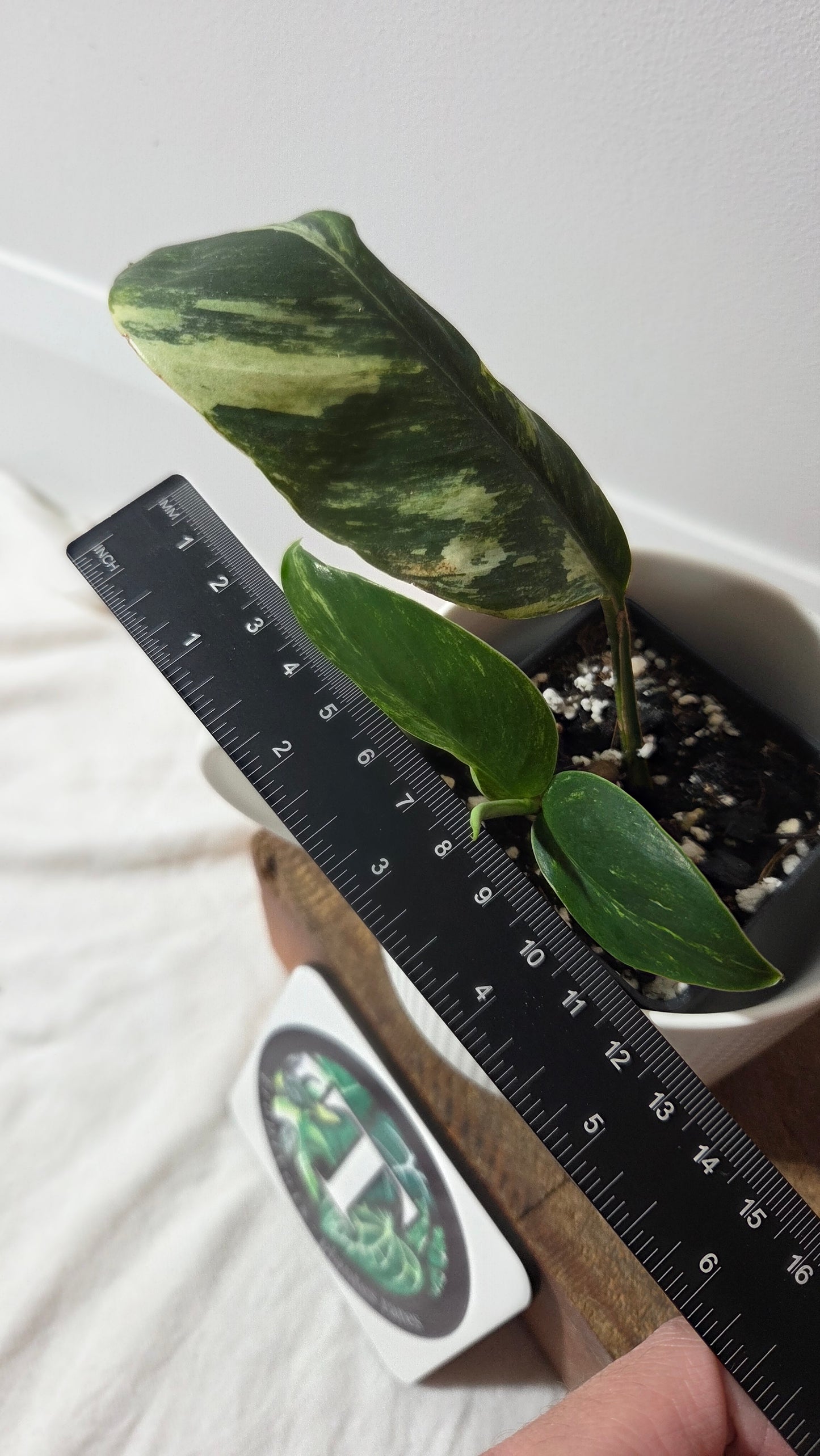 Rhaphidophora Elliptifolia Variegata (AUT-093)