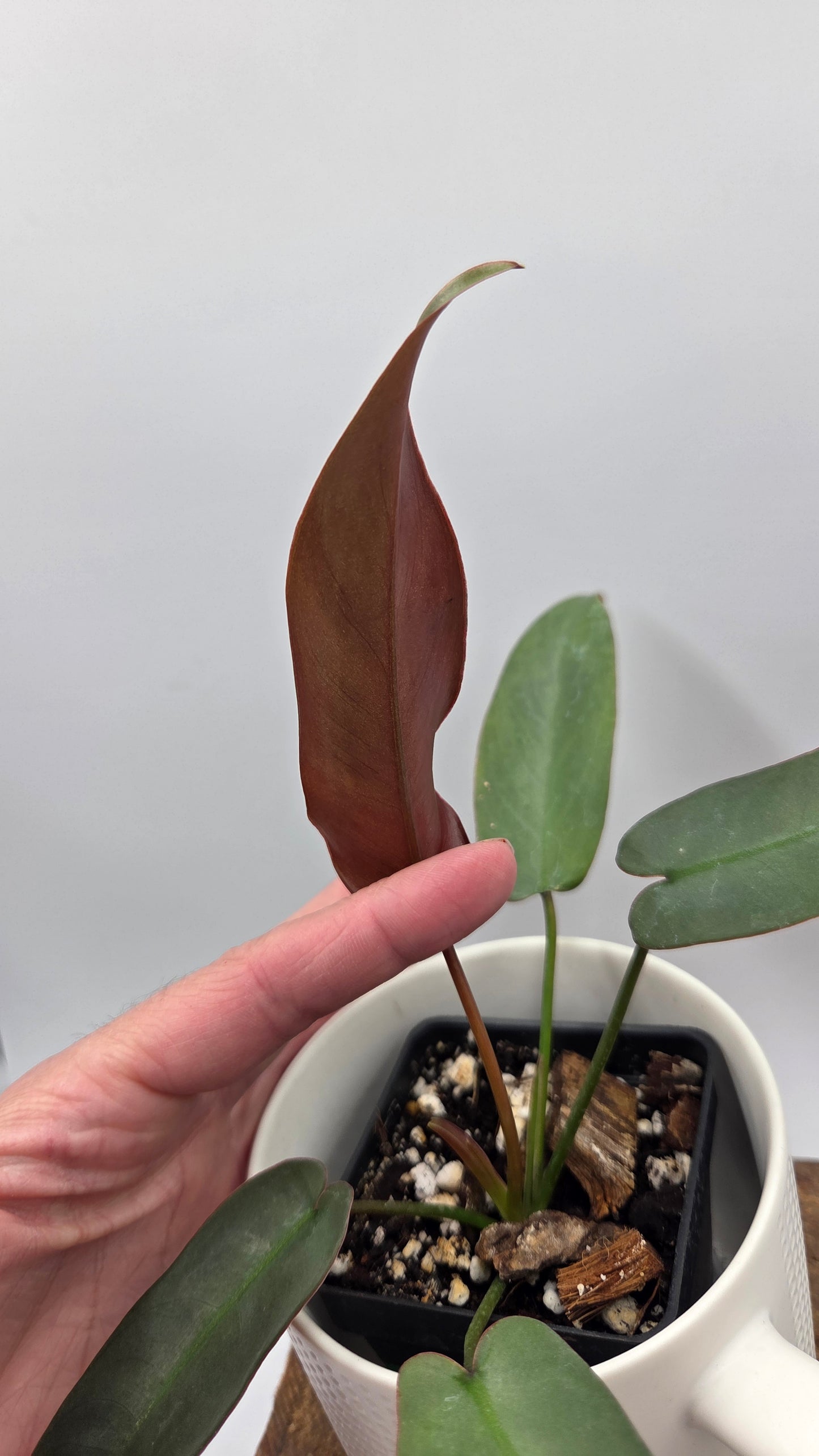Philodendron Atabenpoense (PHI-1030)