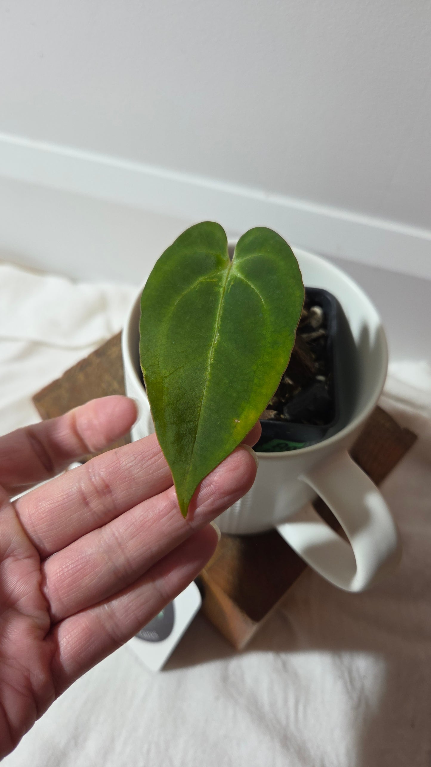 Anthurium  Papillilaminum Hybrid "format PETIT" (ANT-663)