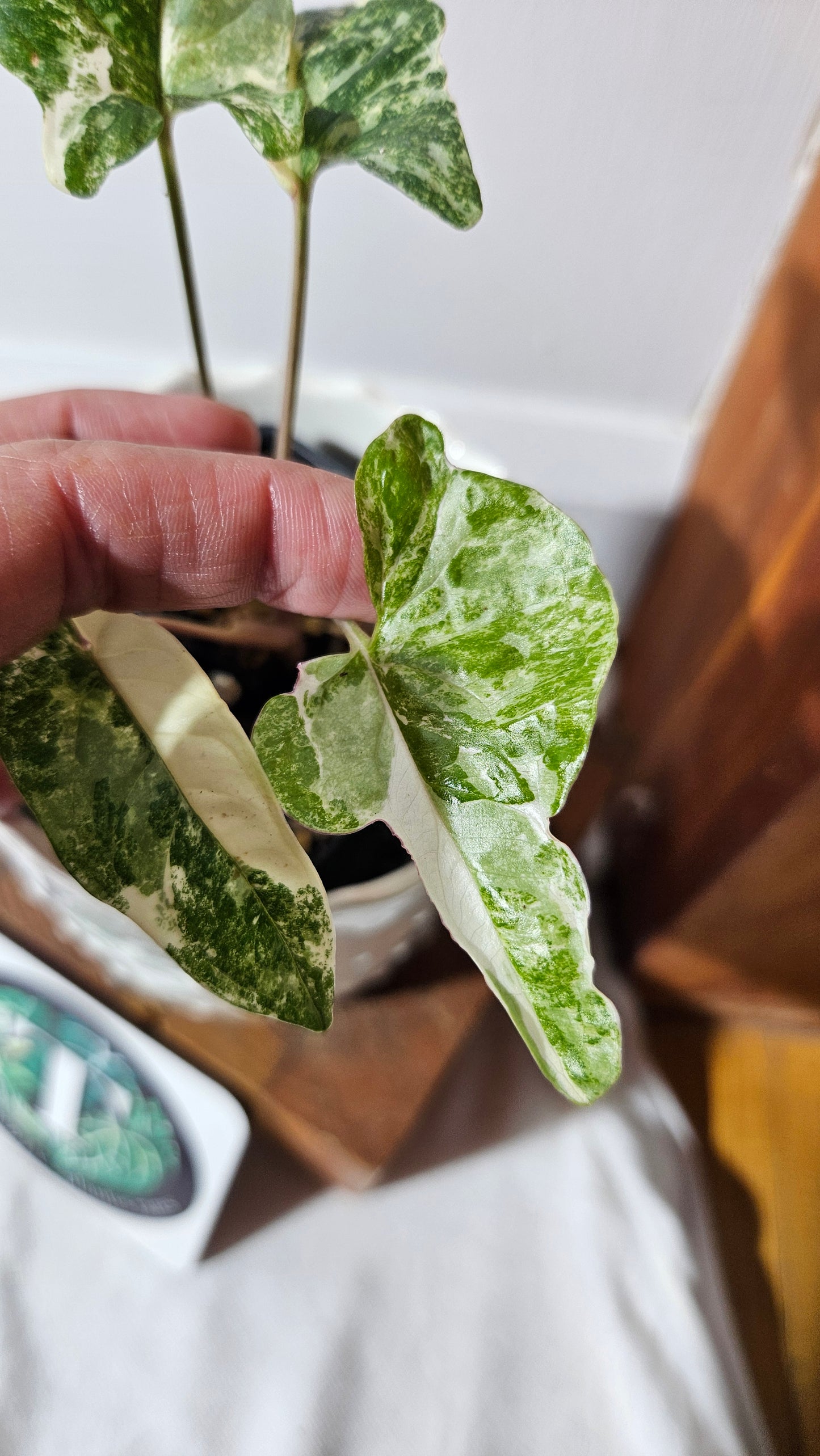 Syngonium Faustina Albo (SYN-329)