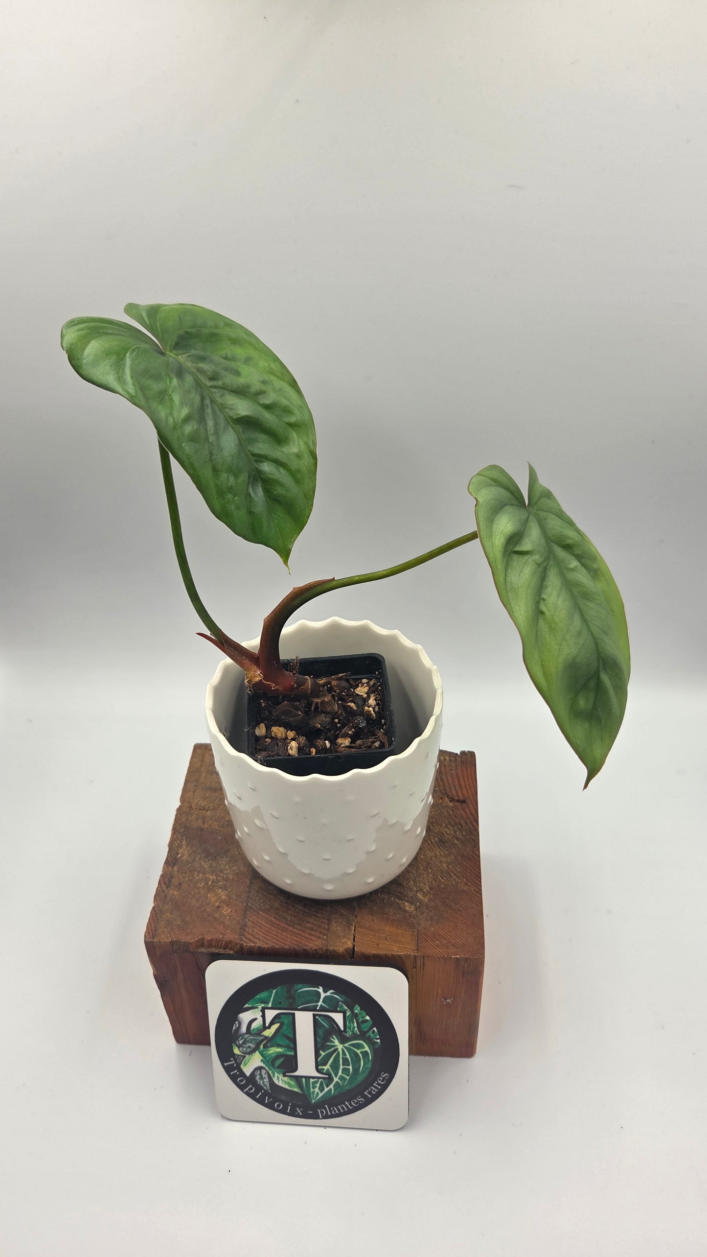 Philodendron Aff Colombia (PHI-640)