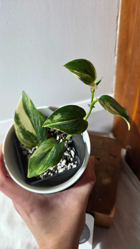 Scindapsus Rubicon (SCI-1351)