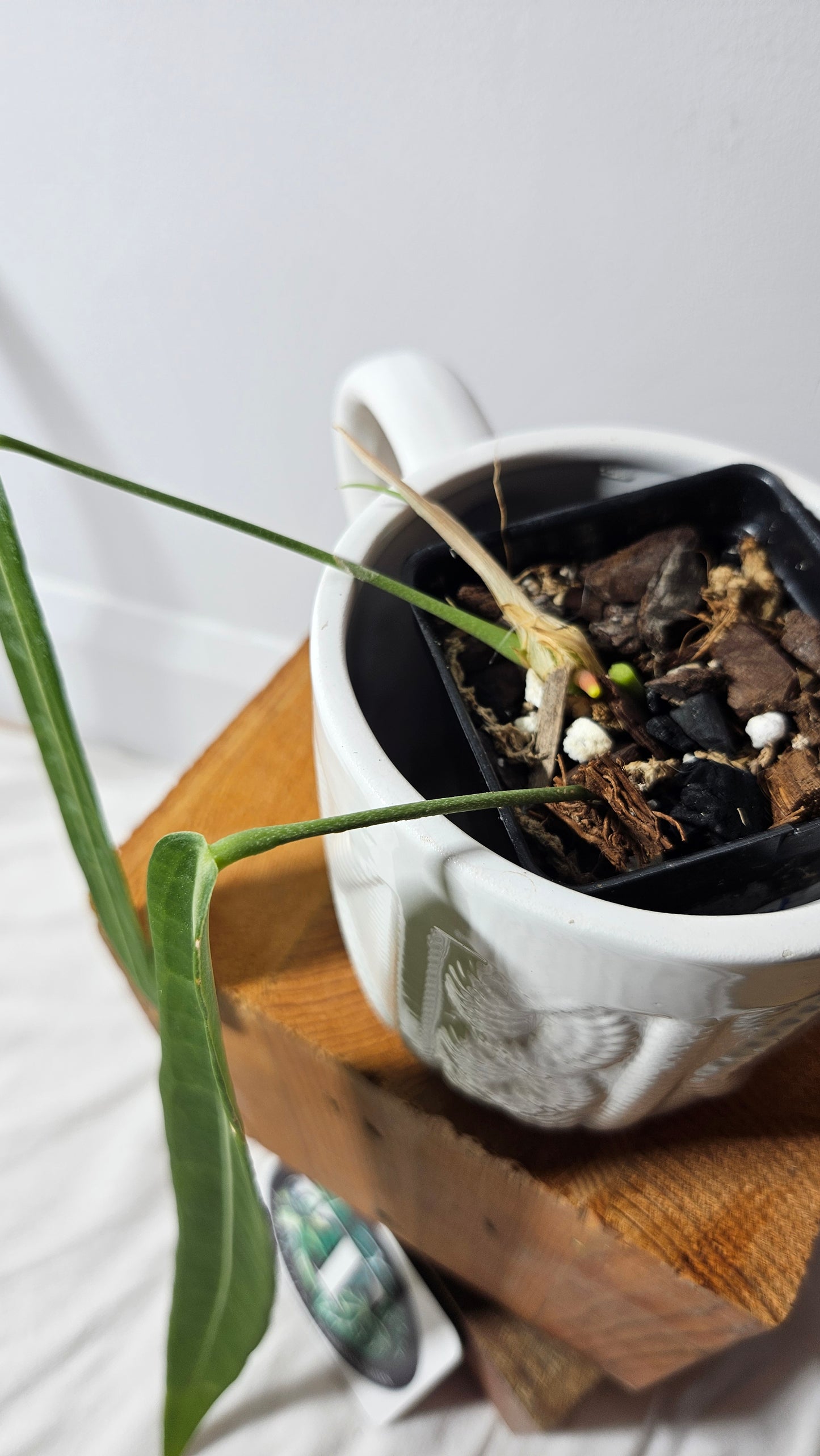 Anthurium Pallidiflorum Black "format LARGE"(ANT-199)