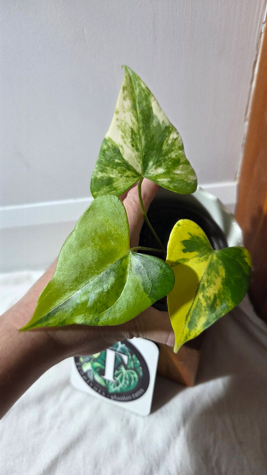Anthurium Ptérodactyle Variegata (ANT-674)