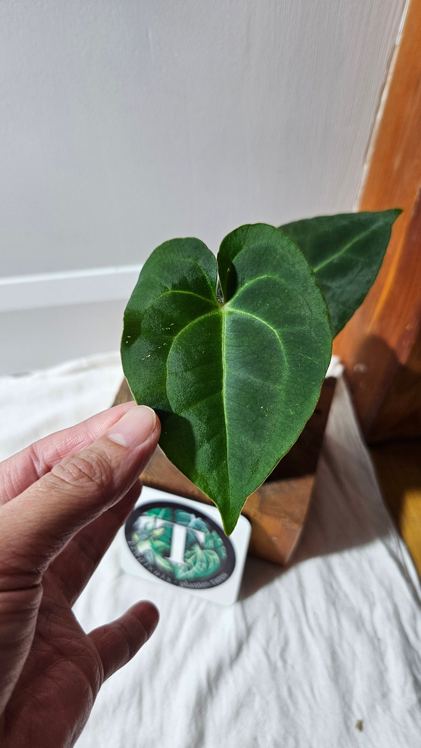 Anthurium Besseae Blue Special Aff "Format MOYEN" (ANT-614)